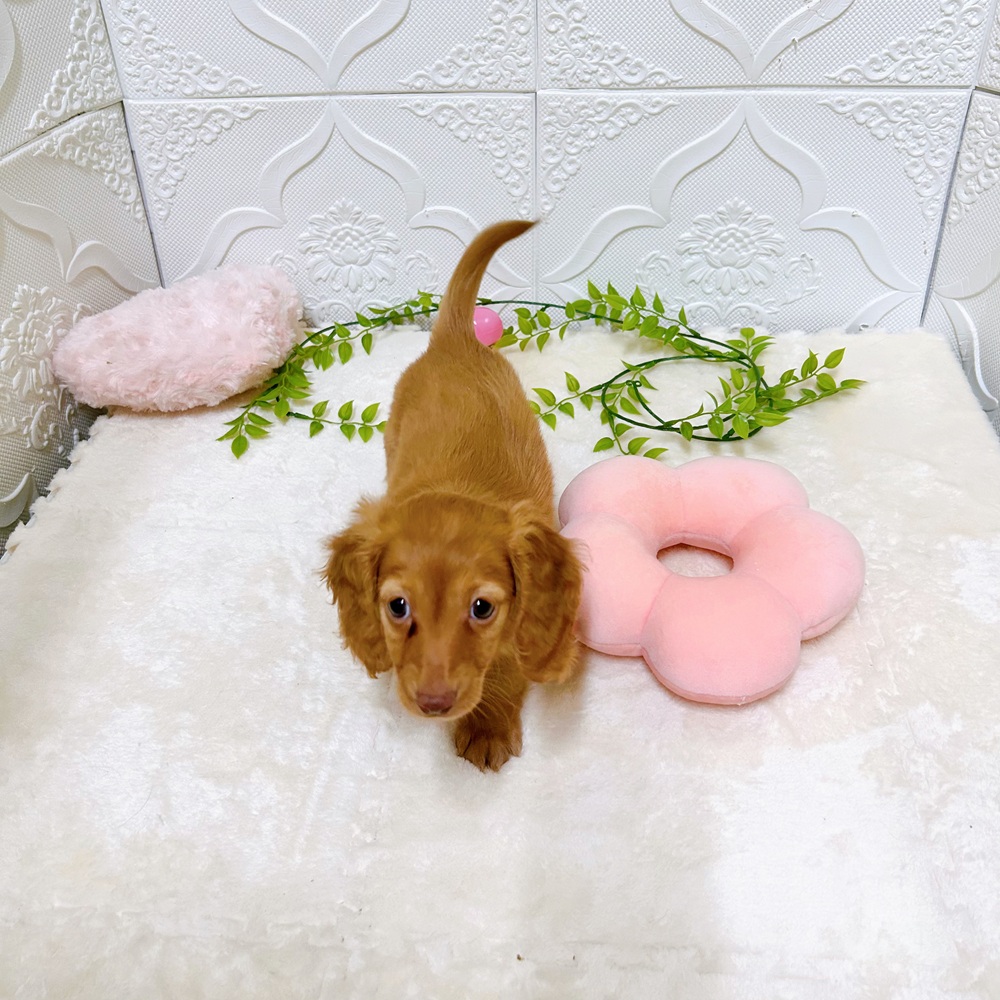 愛知県のカニンヘンダックスフンド(ロング) (犬の家＆猫の里岡崎店/2026年2月28日生まれ/女の子/ゴールド)の子犬の2枚目の画像