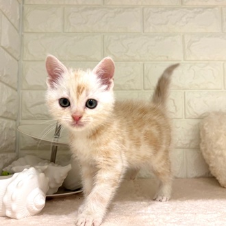 東京都のアメリカンショートヘアー (犬の家＆猫の里新宿店/2026年2月27日生まれ/男の子/クリームタビー)の子猫の1枚目の画像