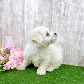 神奈川県のビションフリーゼ (犬の家＆猫の里小田原店/2026年3月3日生まれ/男の子/ホワイト)の子犬の2枚目の画像