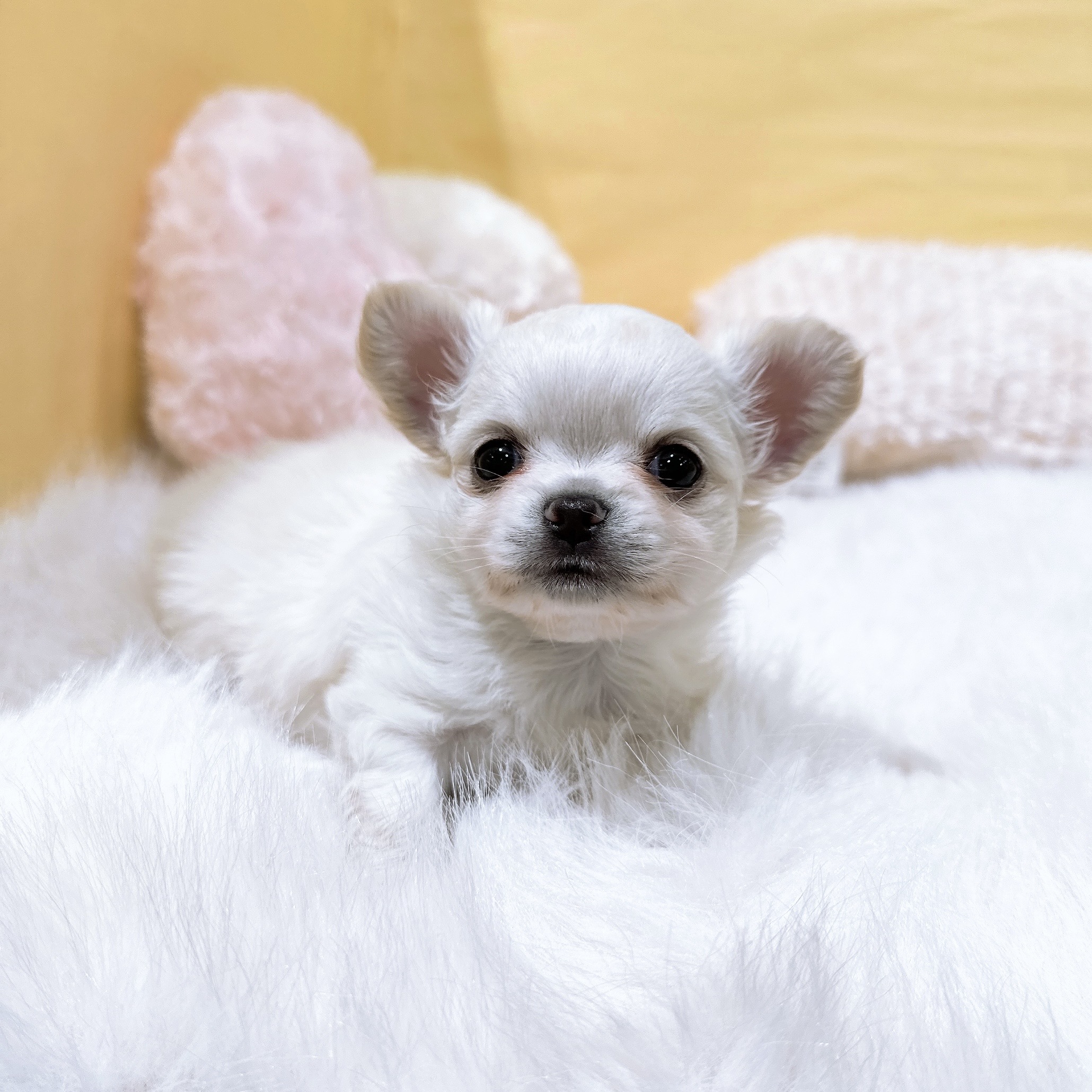 チワワ（ロング）女の子の写真