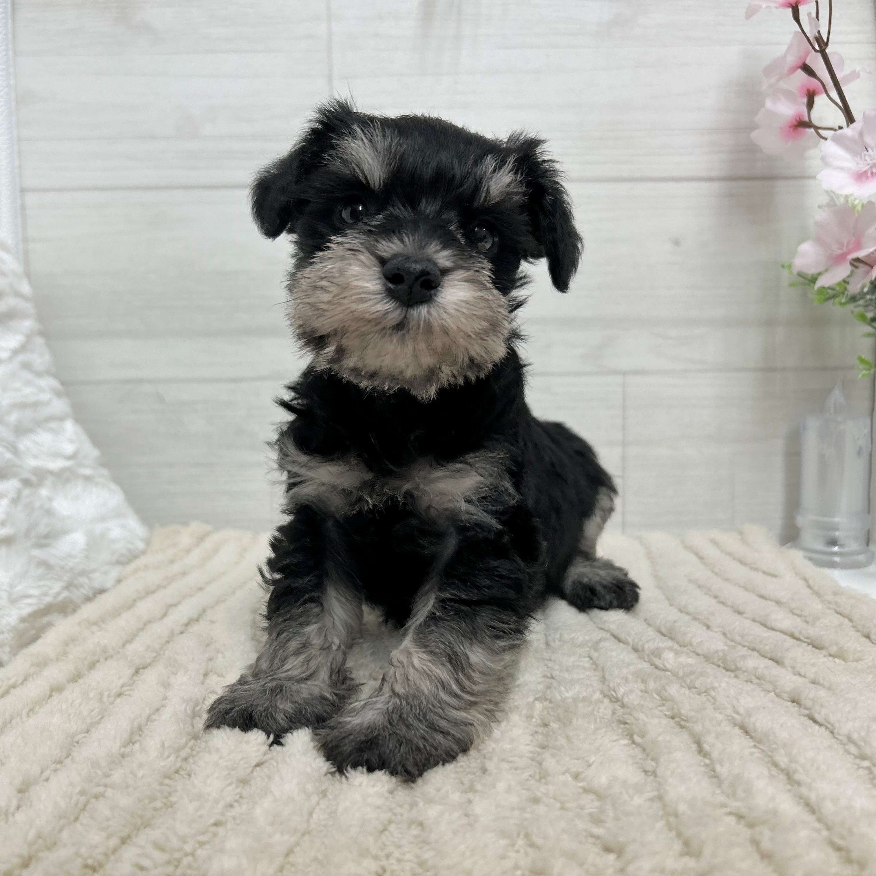 神奈川県のミニチュアシュナウザー (犬の家＆猫の里相模原店/2026年3月2日生まれ/男の子/ブラックシルバー)の子犬の2枚目の画像