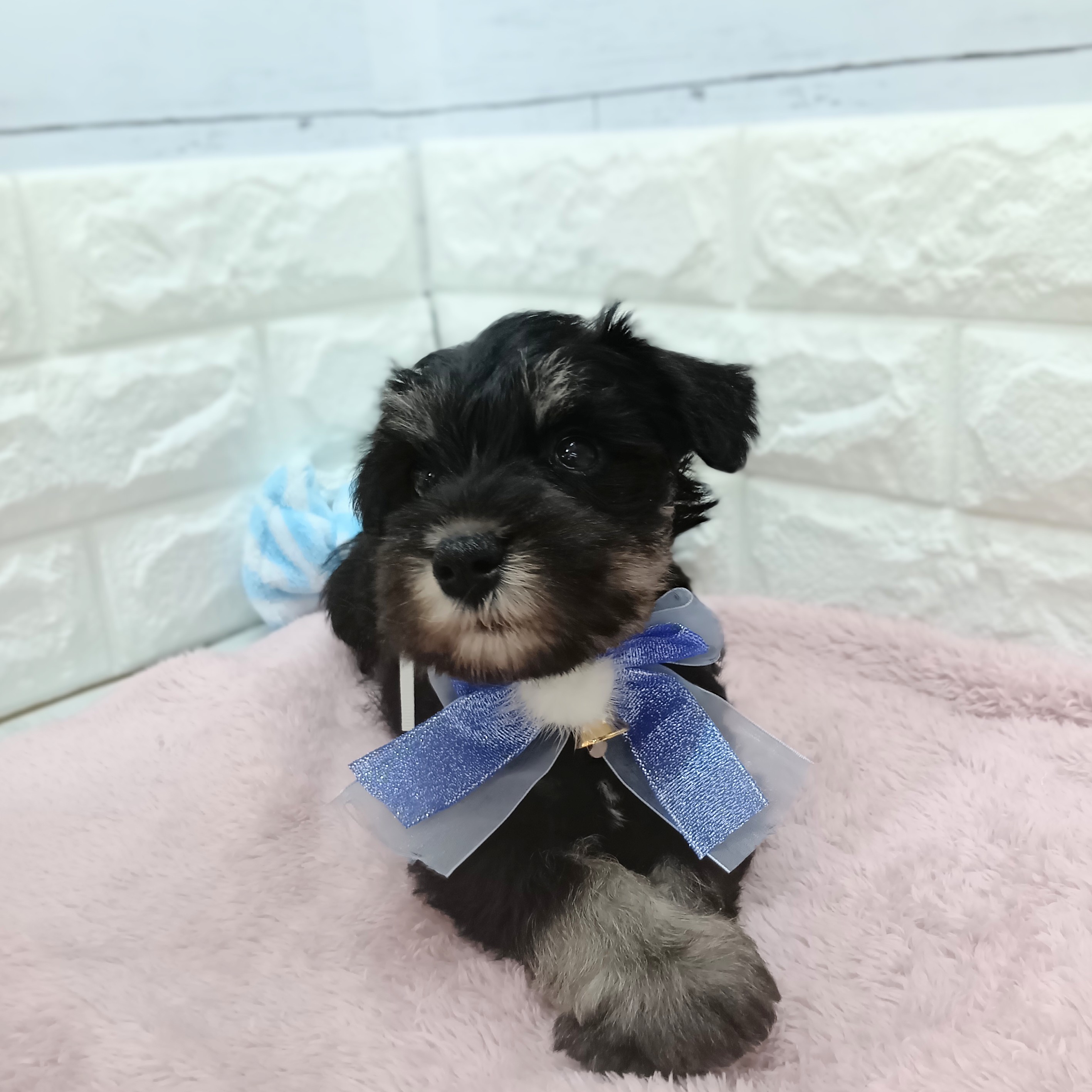静岡県のミニチュアシュナウザー (犬の家＆猫の里アミーゴ浜松和田店/2026年3月2日生まれ/男の子/ブラックシルバー)の子犬の2枚目の画像
