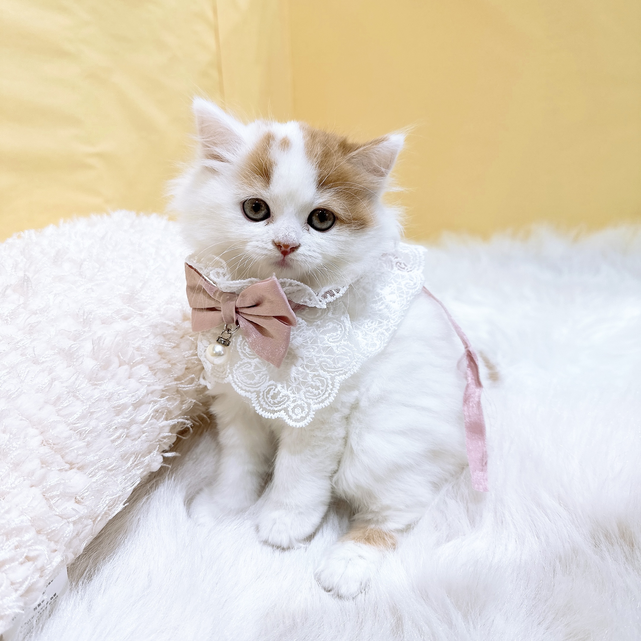 神奈川県のスコティッシュフォールド (犬の家＆猫の里元住吉ブレーメン通り店/2026年3月2日生まれ/女の子/レッドタビーホワイトバン)の子猫の2枚目の画像