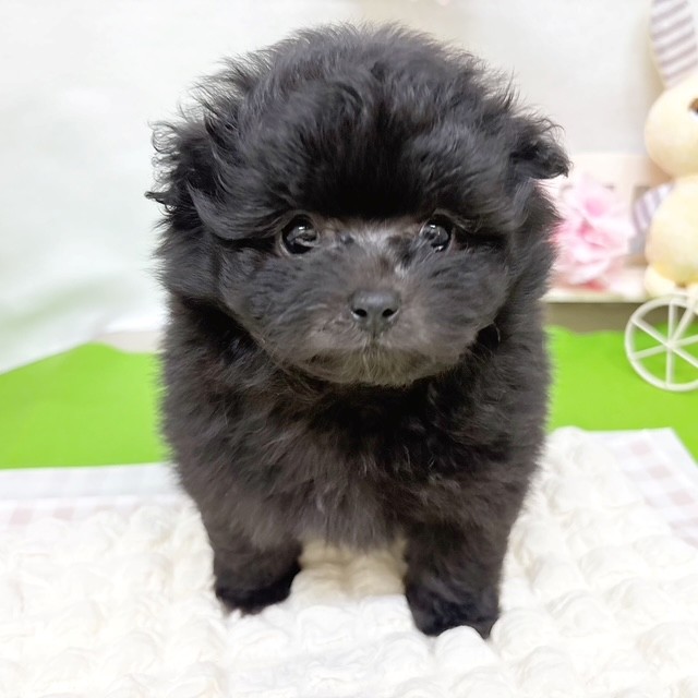 ハーフ犬男の子の写真
