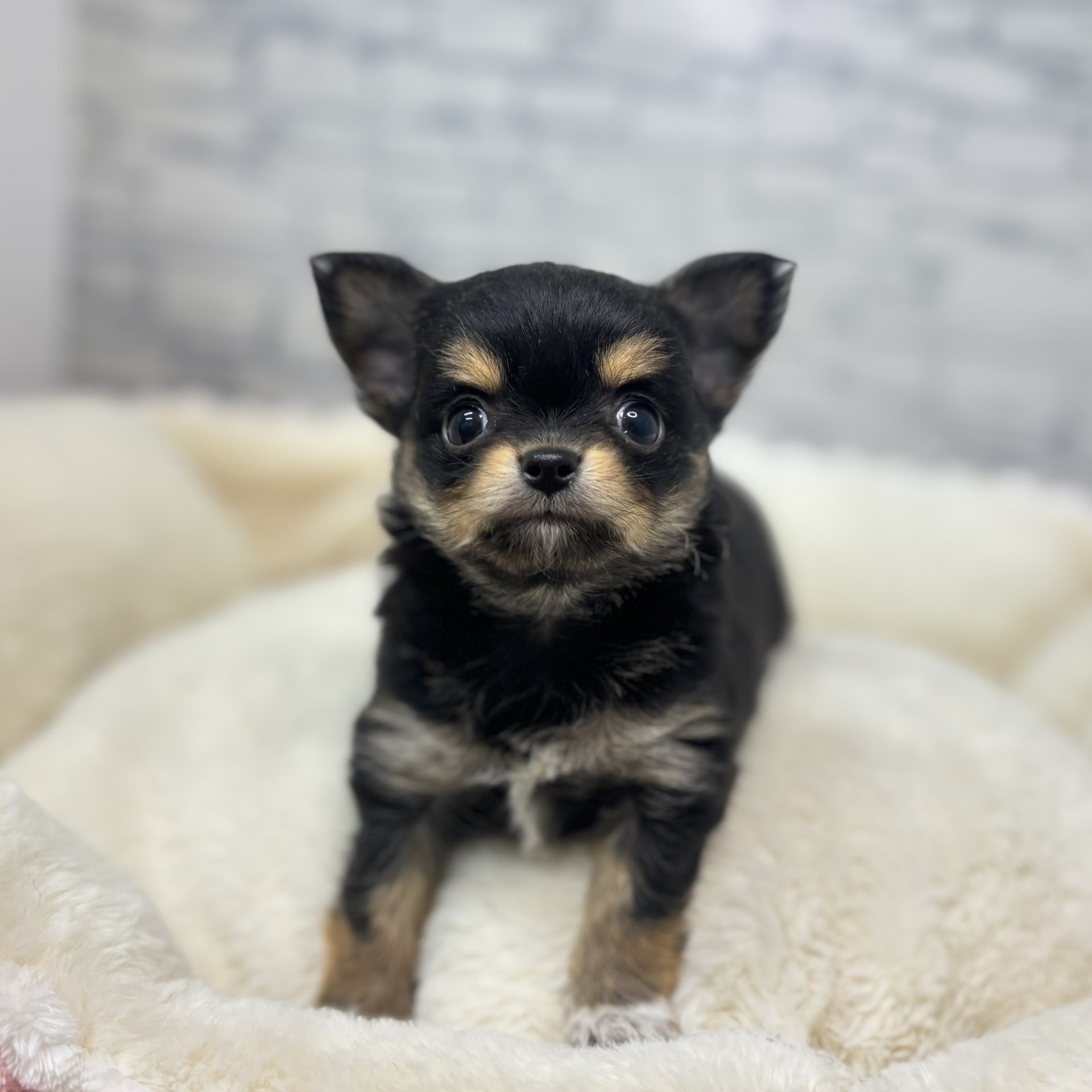 長野県のチワワ(ロング) (犬の家＆猫の里長野店/2026年3月1日生まれ/男の子/ブラックタン)の子犬の2枚目の画像