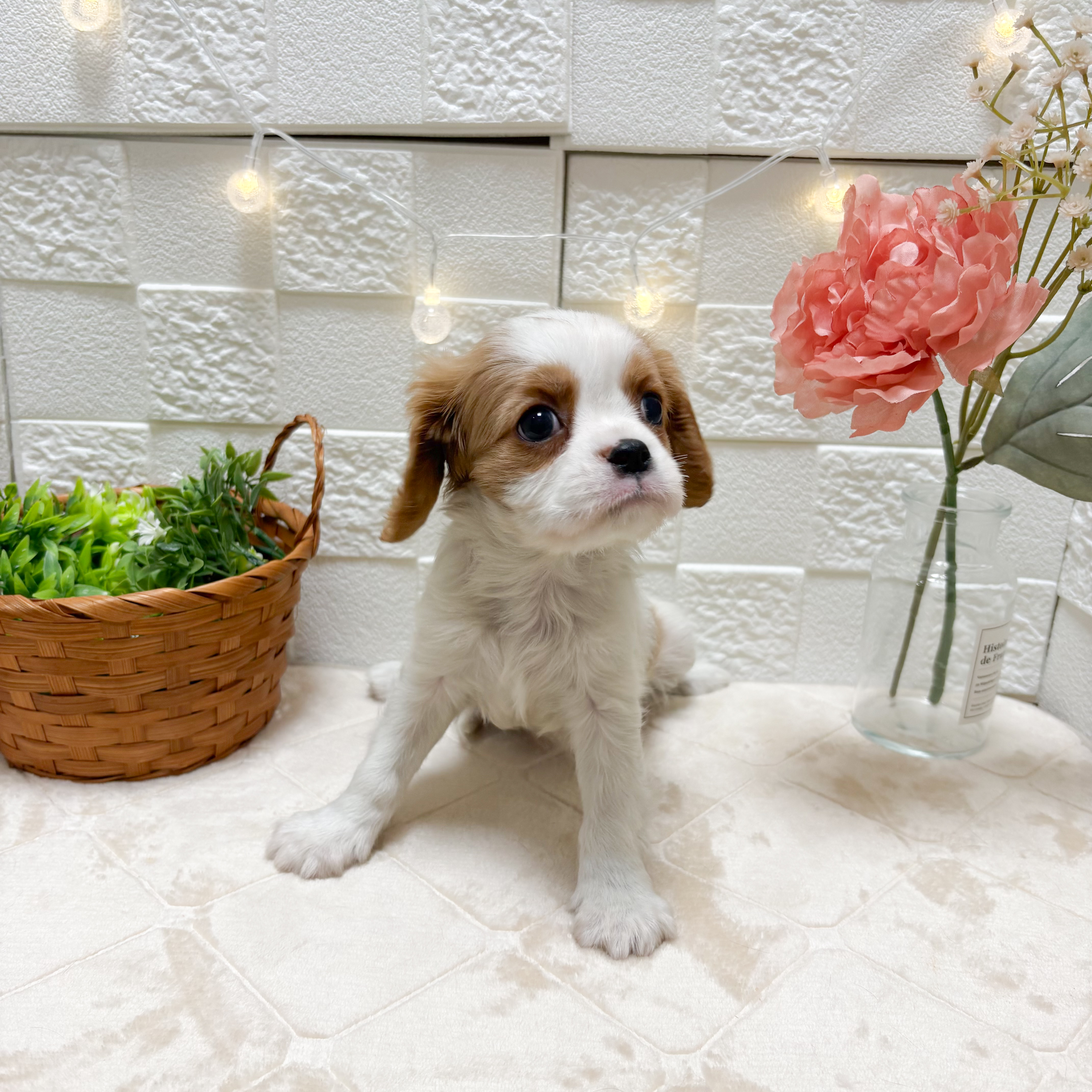 東京都のキャバリアキングチャールズスパニエル (犬の家＆猫の里ペットフォレスト小平店/2026年2月24日生まれ/女の子/ブレンハイム)の子犬の2枚目の画像