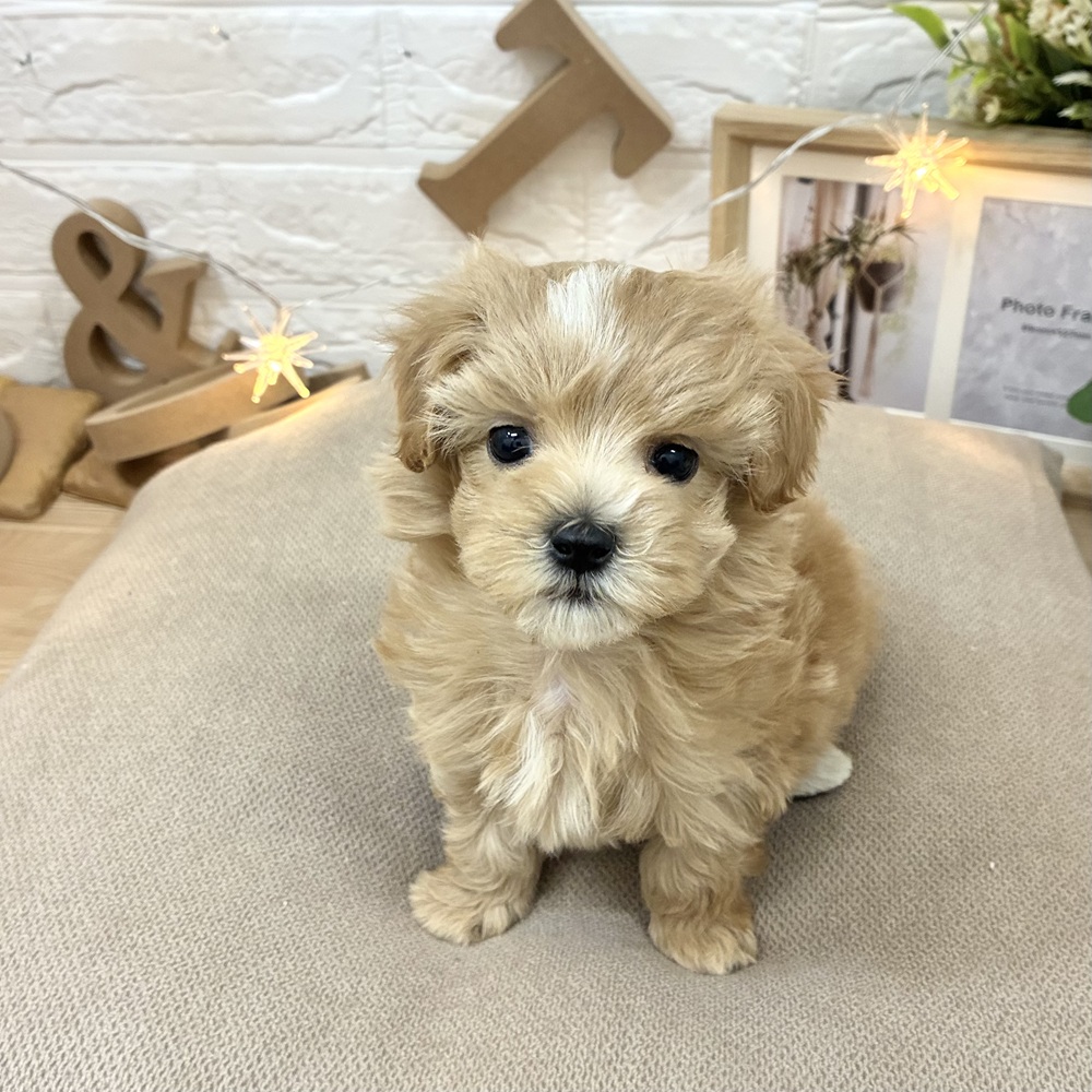 千葉県のマルプー(マルチーズ×プードル) (犬の家＆猫の里ワンズモール稲毛店/2026年3月2日生まれ/女の子/アプリコットホワイト)の子犬の1枚目の画像