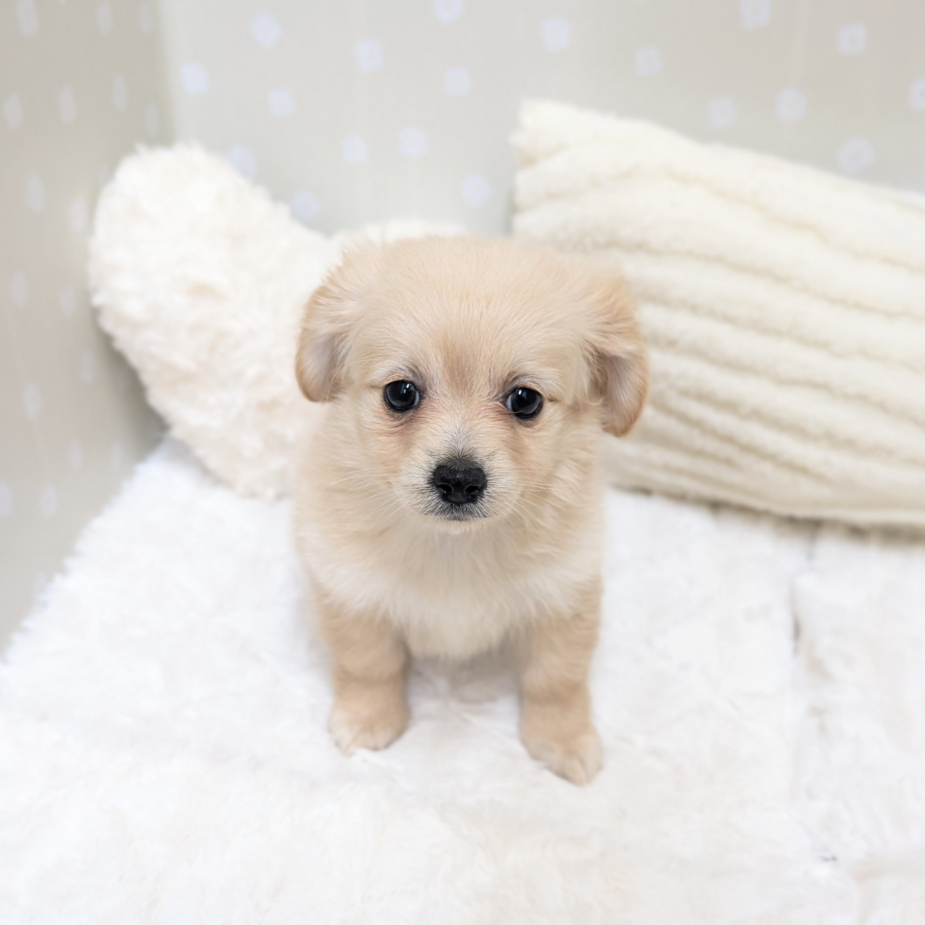 愛知県のポメックス(ポメラニアン×ダックス) (犬の家＆猫の里安城店/2026年3月3日生まれ/女の子/クリーム)の子犬の1枚目の画像