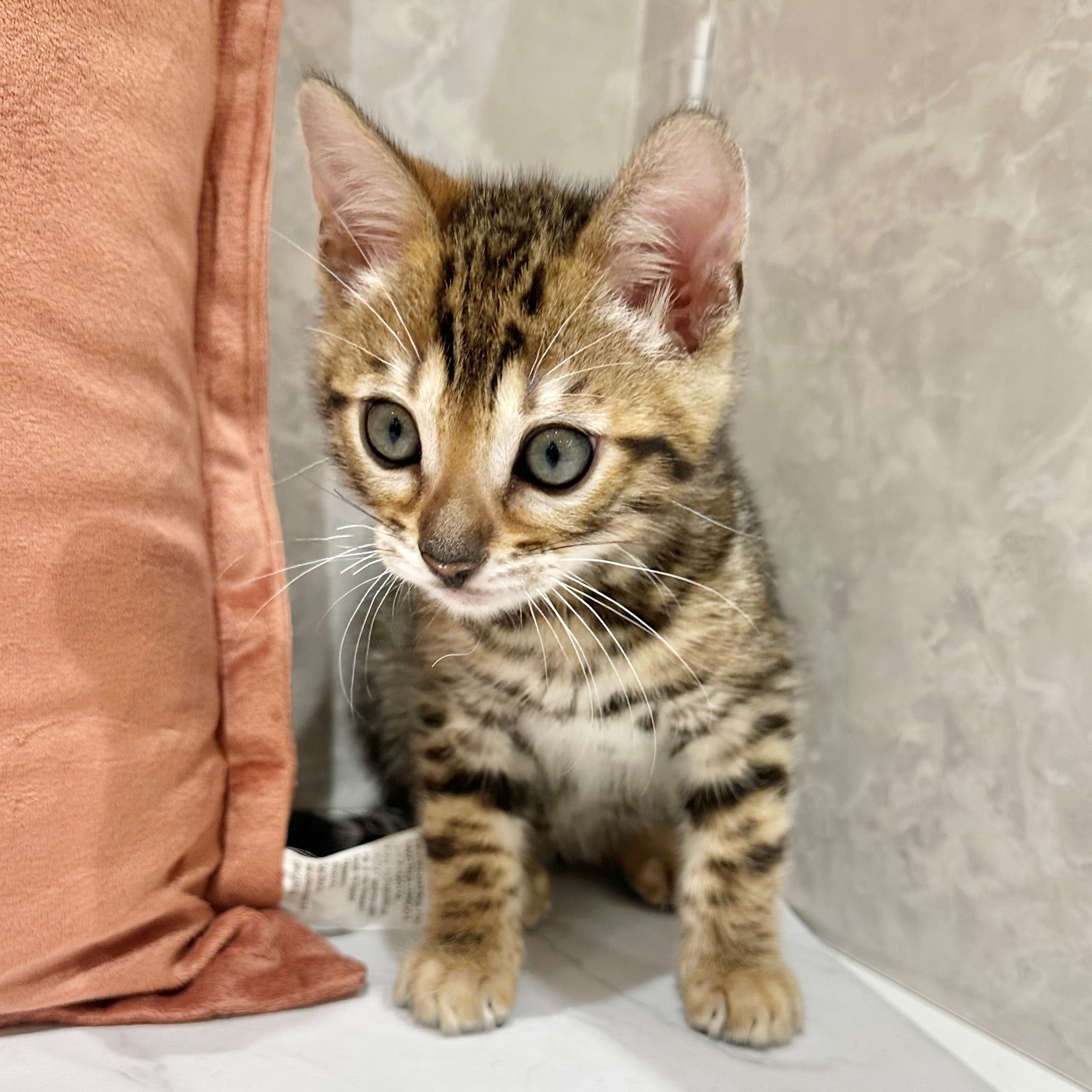 福岡県のベンガル (犬の家＆猫の里くりえいと宗像店/2026年2月28日生まれ/男の子/ブラウンスポットタビー)の子猫の2枚目の画像
