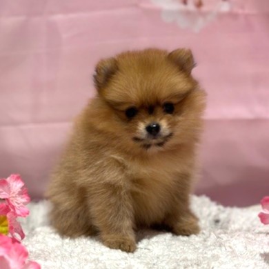 福岡県のポメラニアン (犬の家＆猫の里トリアス久山店/2026年3月2日生まれ/女の子/オレンジ)の子犬の2枚目の画像