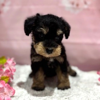 福岡県のシュナプー(シュナウザー×プードル) (犬の家＆猫の里トリアス久山店/2026年3月3日生まれ/男の子/ブラックタン)の子犬の2枚目の画像