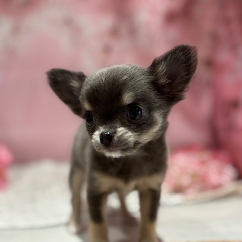 福岡県のチワワ(ロング) (犬の家＆猫の里トリアス久山店/2026年3月3日生まれ/女の子/ブルータン)の子犬の2枚目の画像