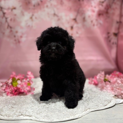 福岡県のトイプードル(トイ) (犬の家＆猫の里トリアス久山店/2026年3月2日生まれ/男の子/ブラック)の子犬の2枚目の画像