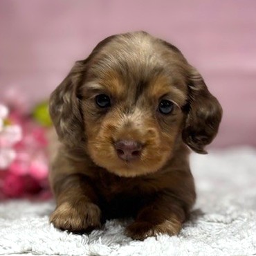 福岡県のミニチュアダックスフンド(ロング) (犬の家＆猫の里トリアス久山店/2026年3月2日生まれ/女の子/チョコレートダップル)の子犬の2枚目の画像