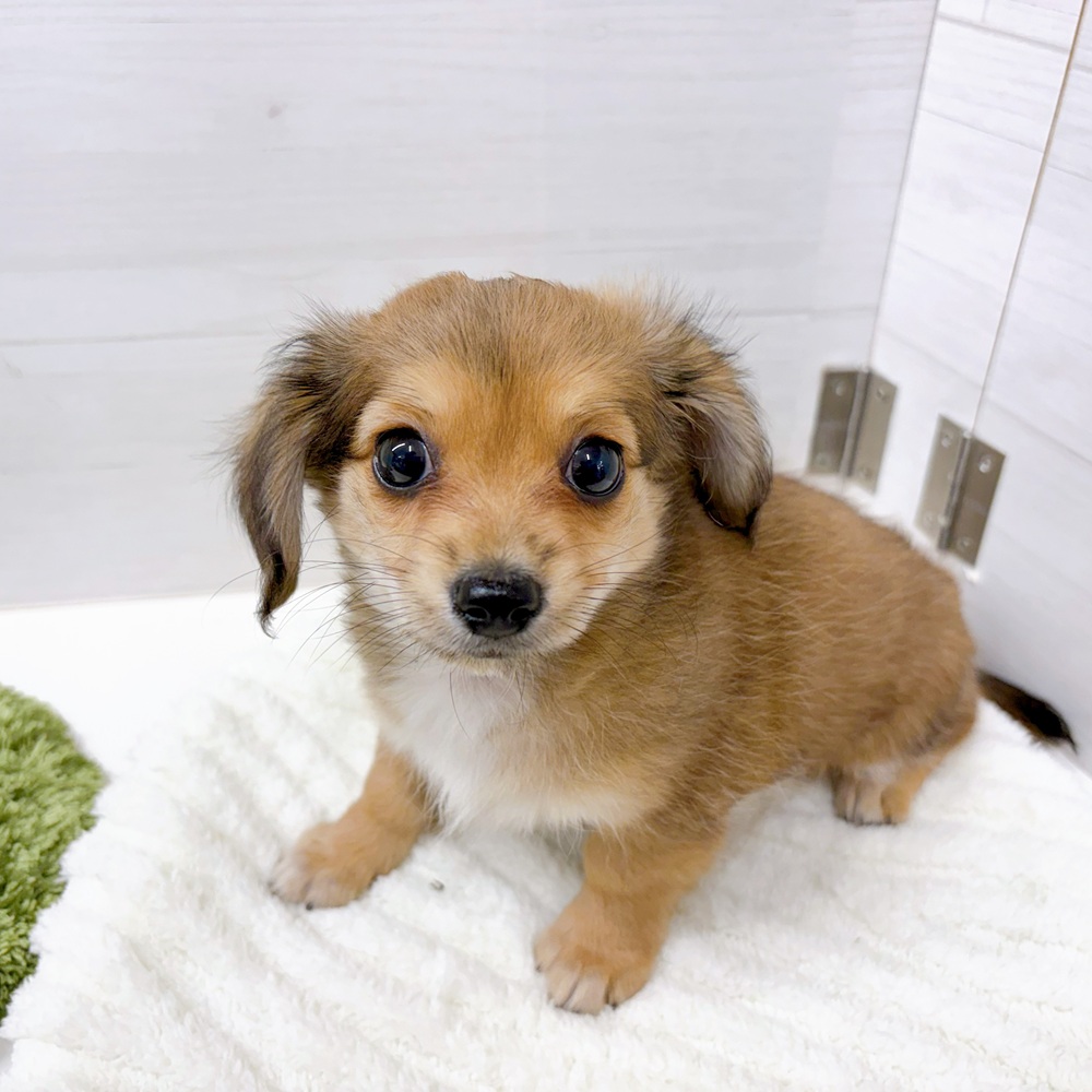 石川県のチワックス(チワワ×ダックス) (犬の家＆猫の里アミーゴ金沢おこばた店/2026年3月2日生まれ/男の子/レッド)の子犬の2枚目の画像
