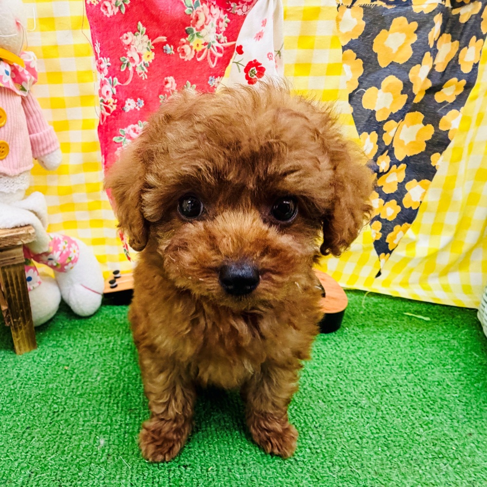 愛知県のトイプードル(トイ) (犬の家＆猫の里名古屋天白店/2026年3月3日生まれ/女の子/レッドフォーン)の子犬の2枚目の画像