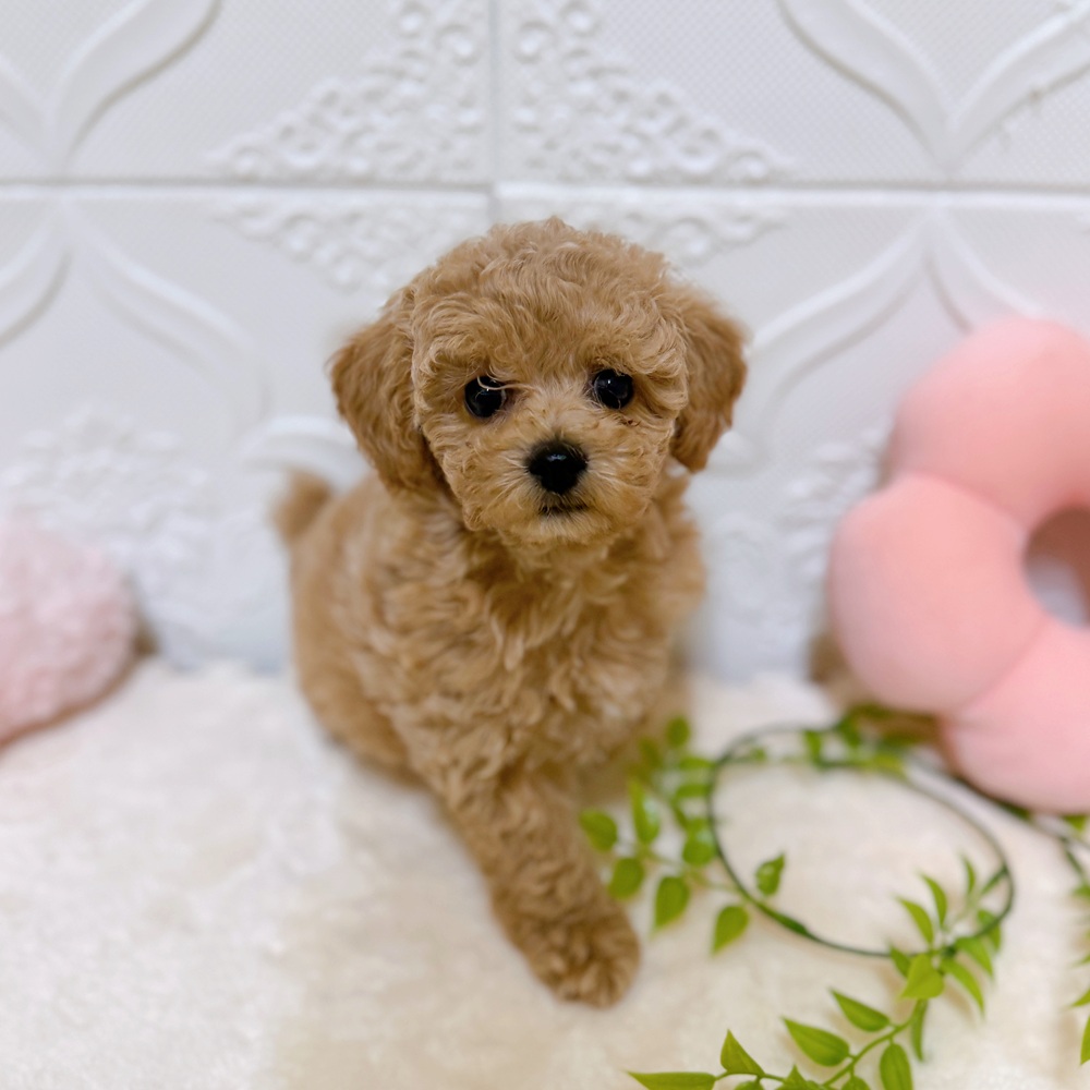 愛知県のビションプー(ビションフリーゼ×プードル) (犬の家＆猫の里岡崎店/2026年3月1日生まれ/女の子/クリーム)の子犬の2枚目の画像