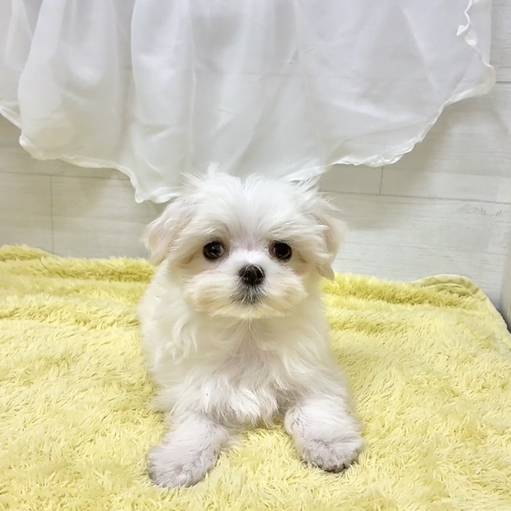 愛知県のマルチーズ (犬の家＆猫の里碧南店/2026年3月1日生まれ/女の子/ホワイト)の子犬の1枚目の画像