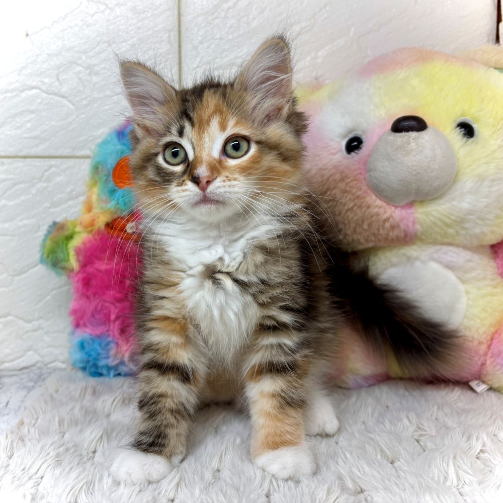 兵庫県のサイベリアン (犬の家＆猫の里ゆめタウン姫路店/2026年2月22日生まれ/女の子/ブラウンパッチドタビーホワイト)の子猫の1枚目の画像