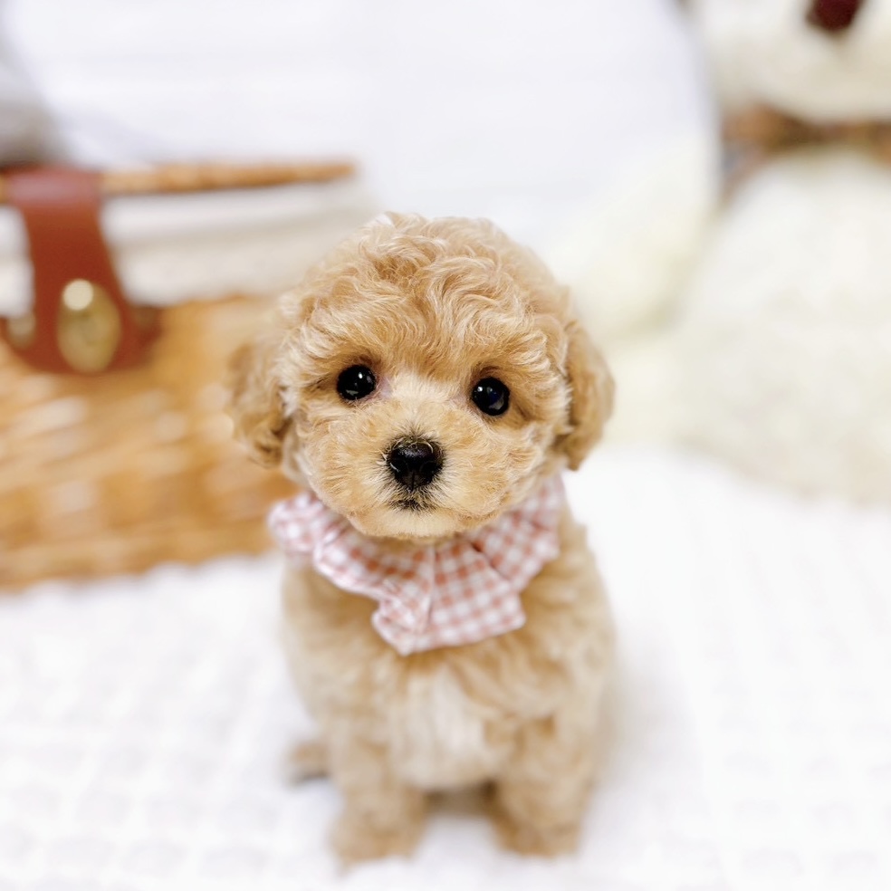 ハーフ犬女の子の写真