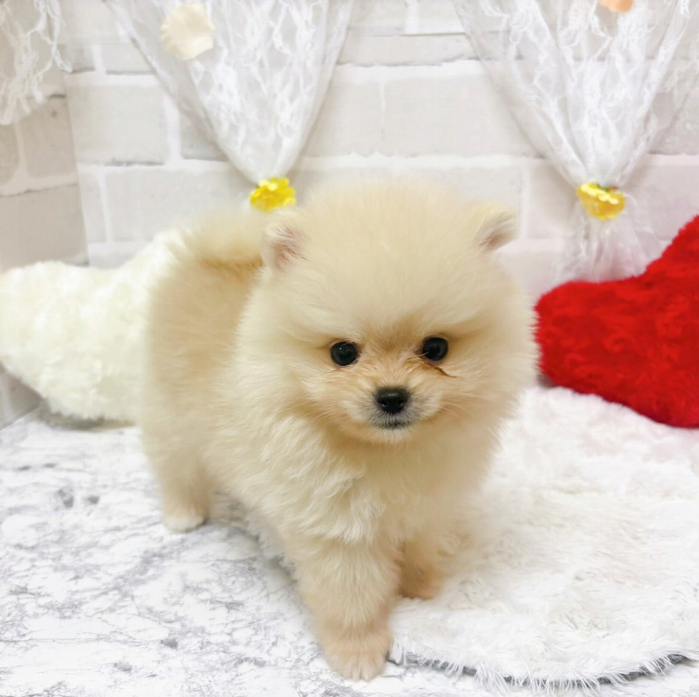 京都府のポメラニアン (犬の家＆猫の里京都精華店/2026年3月5日生まれ/男の子/クリーム)の子犬の2枚目の画像
