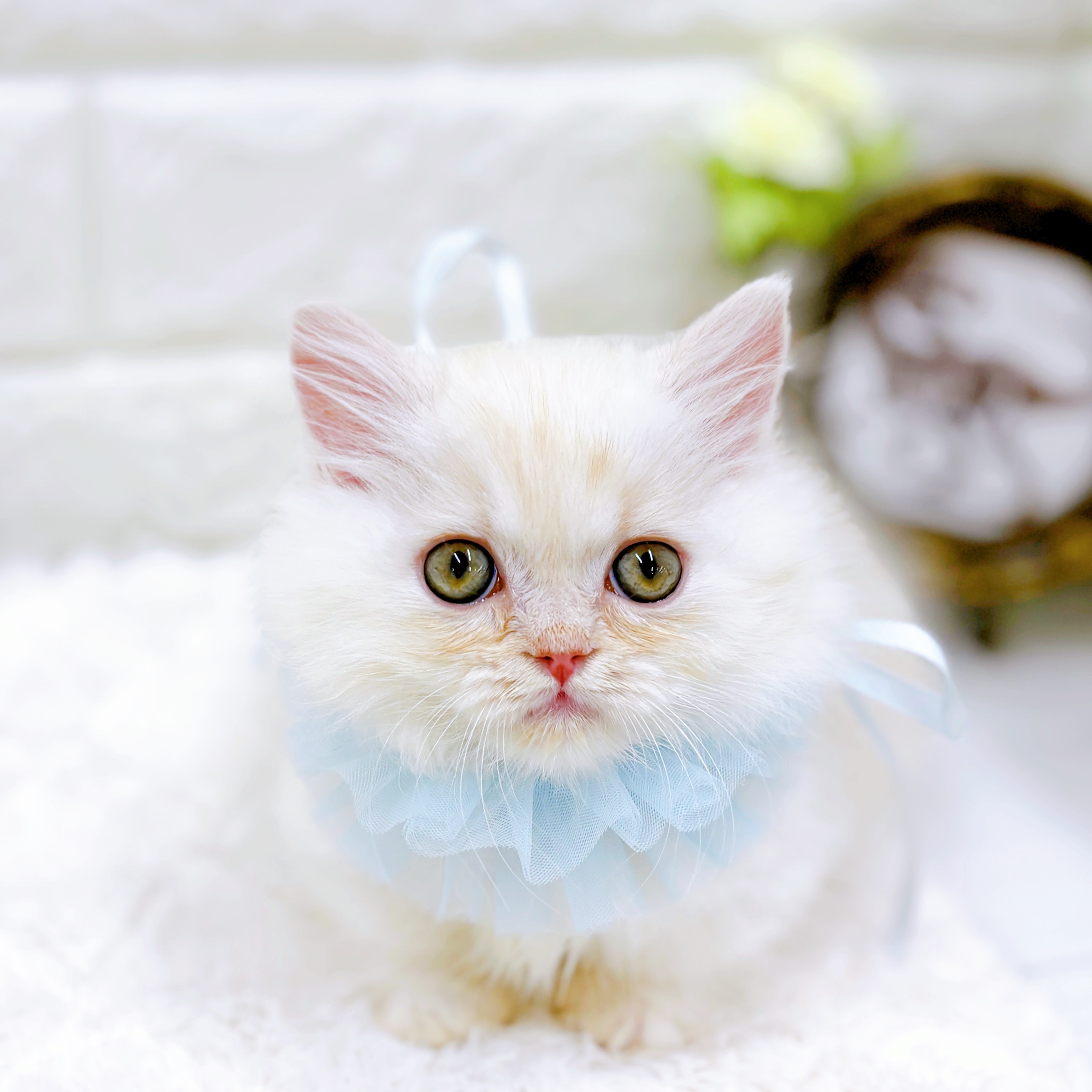 美しい♡ミヌエット子猫♡ブルーチンチラゴールデン♡ずっしり重い子♡アートドール♡ 美しい♡ミヌエット子猫♡ブルーチンチラゴールデン♡ずっしり重い子