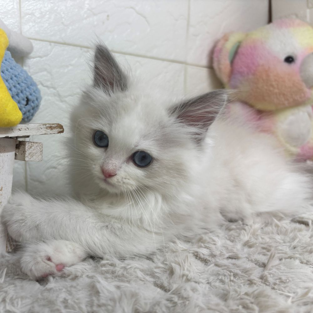 兵庫県のラグドール (犬の家＆猫の里ゆめタウン姫路店/2026年2月24日生まれ/男の子/ブルーポイントバイカラー)の子猫の2枚目の画像