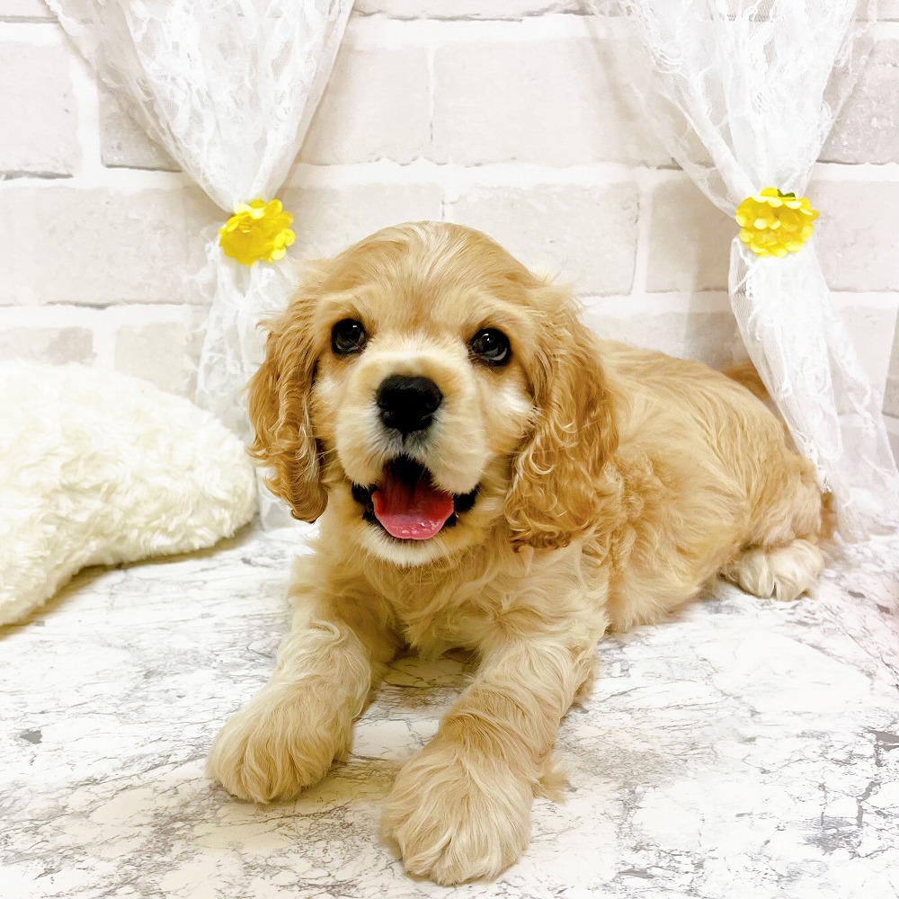 京都府のアメリカンコッカースパニエル (犬の家＆猫の里京都精華店/2026年3月5日生まれ/男の子/バフ)の子犬の2枚目の画像
