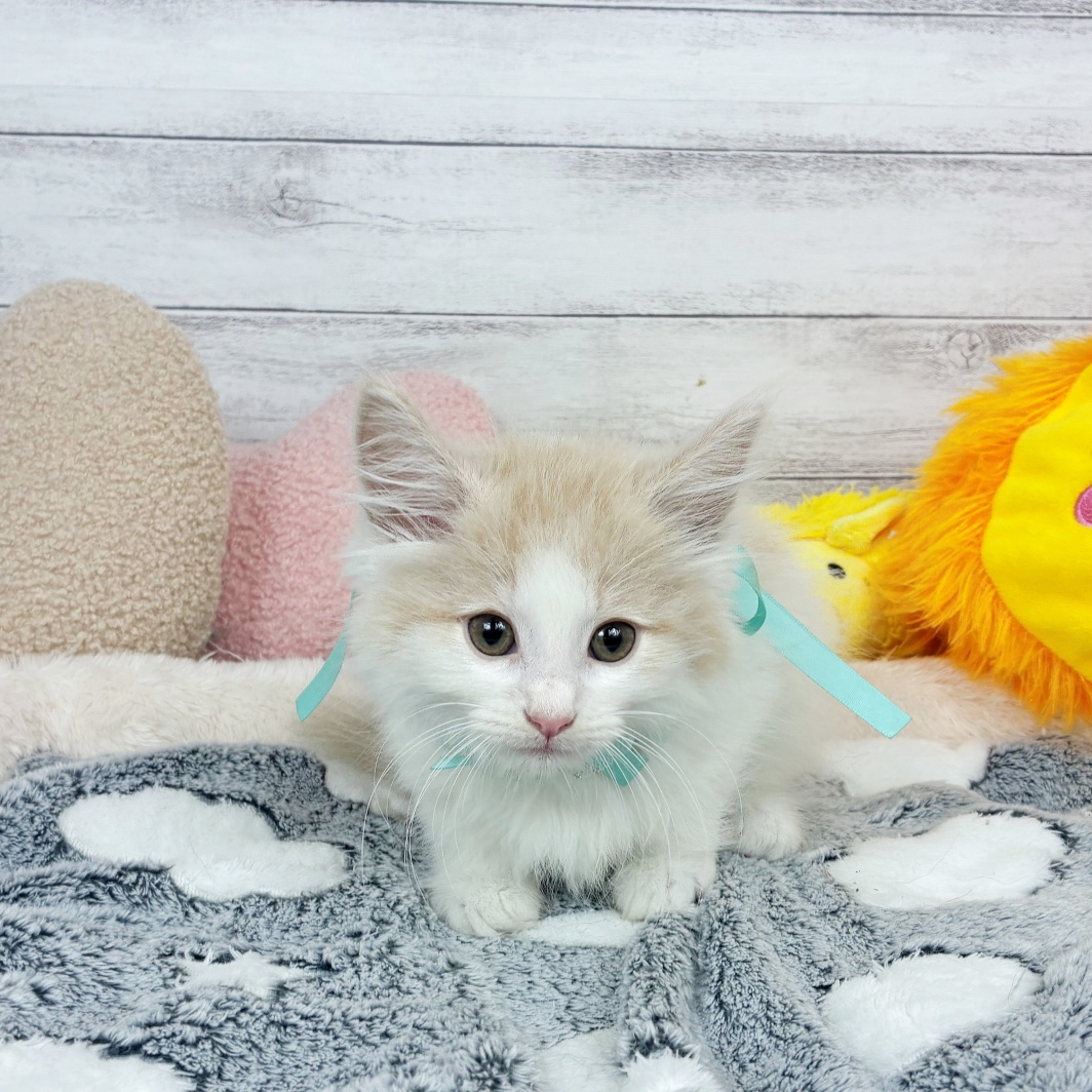 兵庫県のノルウェージャンフォレストキャット (犬の家＆猫の里川西店/2026年3月5日生まれ/女の子/クリームタビーホワイト)の子猫の1枚目の画像