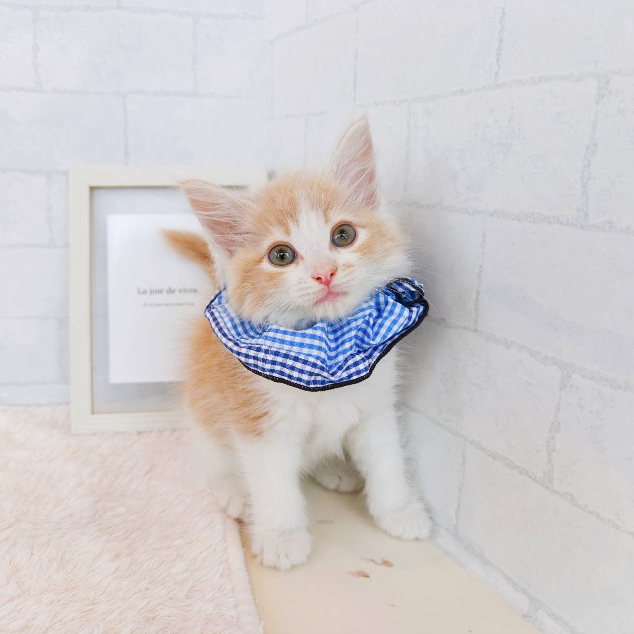 石川県のノルウェージャンフォレストキャット (犬の家＆猫の里金沢店/2026年3月4日生まれ/男の子/クリームタビーホワイト)の子猫の2枚目の画像