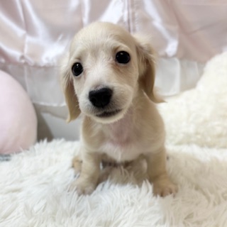 兵庫県のミニチュアダックスフンド(ロング) (犬の家＆猫の里カナート西神戸店/2026年2月28日生まれ/女の子/イエロー)の子犬の2枚目の画像