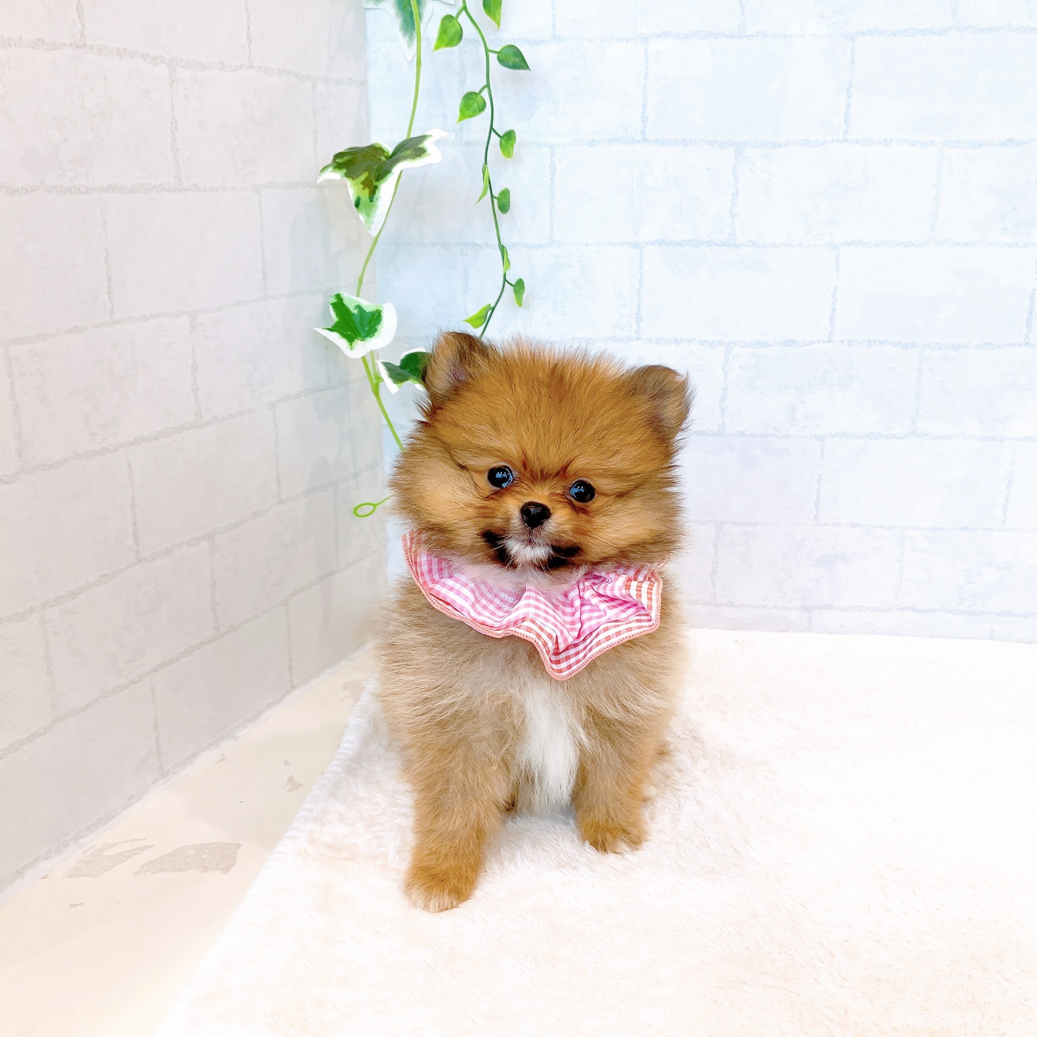 石川県のポメラニアン (犬の家＆猫の里金沢店/2026年3月3日生まれ/女の子/オレンジセーブル)の子犬の2枚目の画像