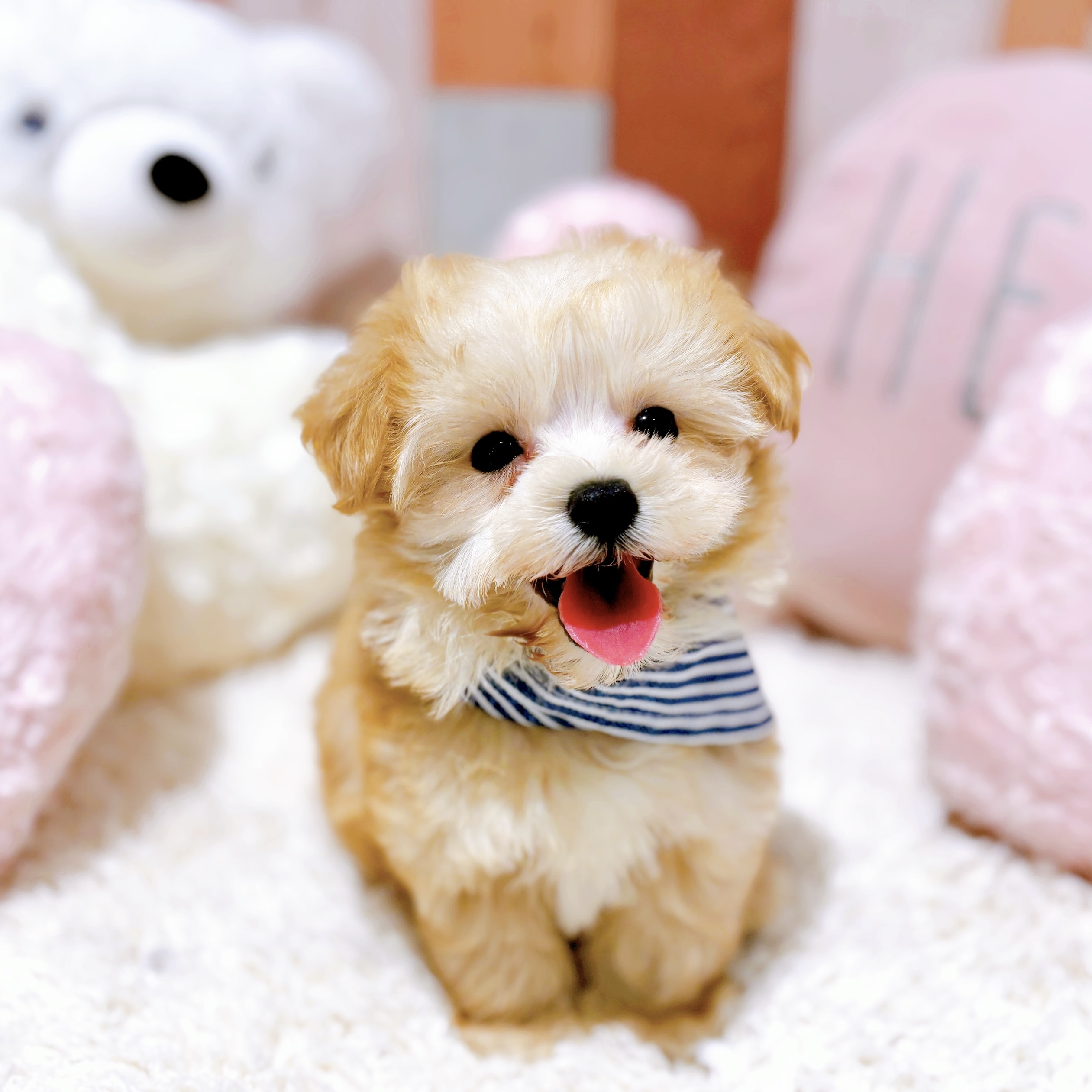 ハーフ犬男の子の写真