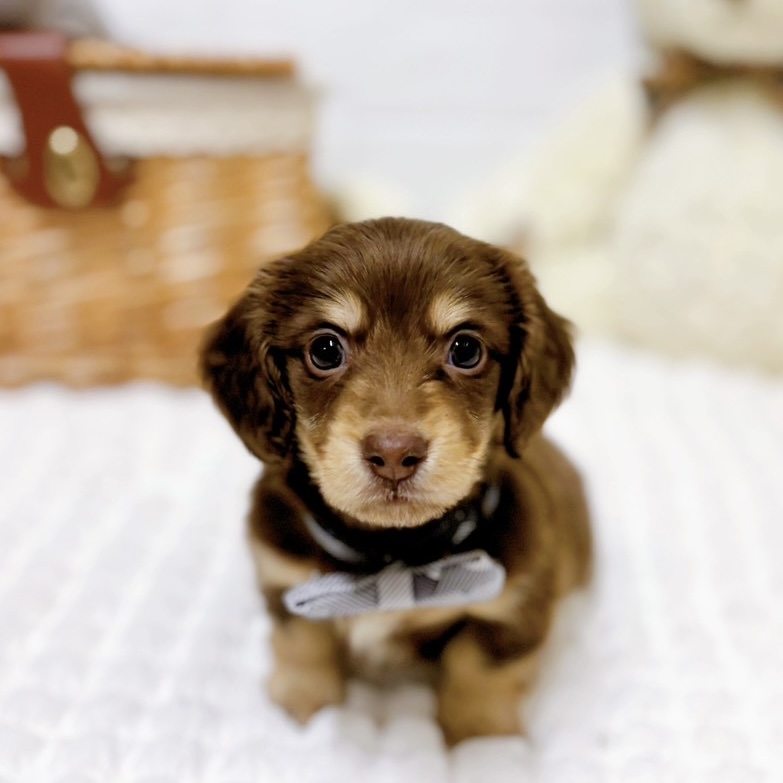 滋賀県のミニチュアダックスフンド(ロング)の子犬を価格や特徴で探す