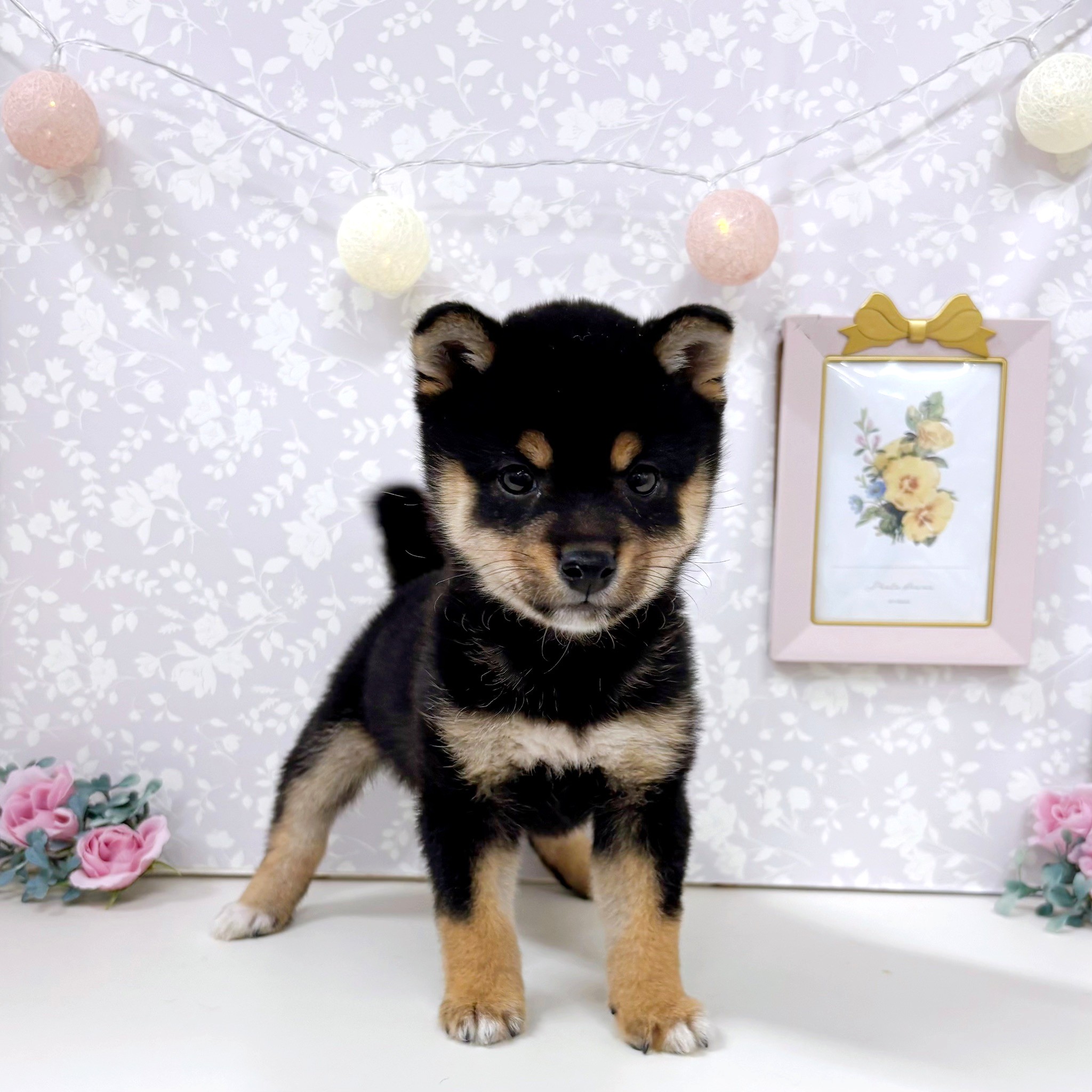 富山県の豆柴 (犬の家＆猫の里アミーゴ高岡蓮花寺店/2026年3月5日生まれ/男の子/黒)の子犬の2枚目の画像