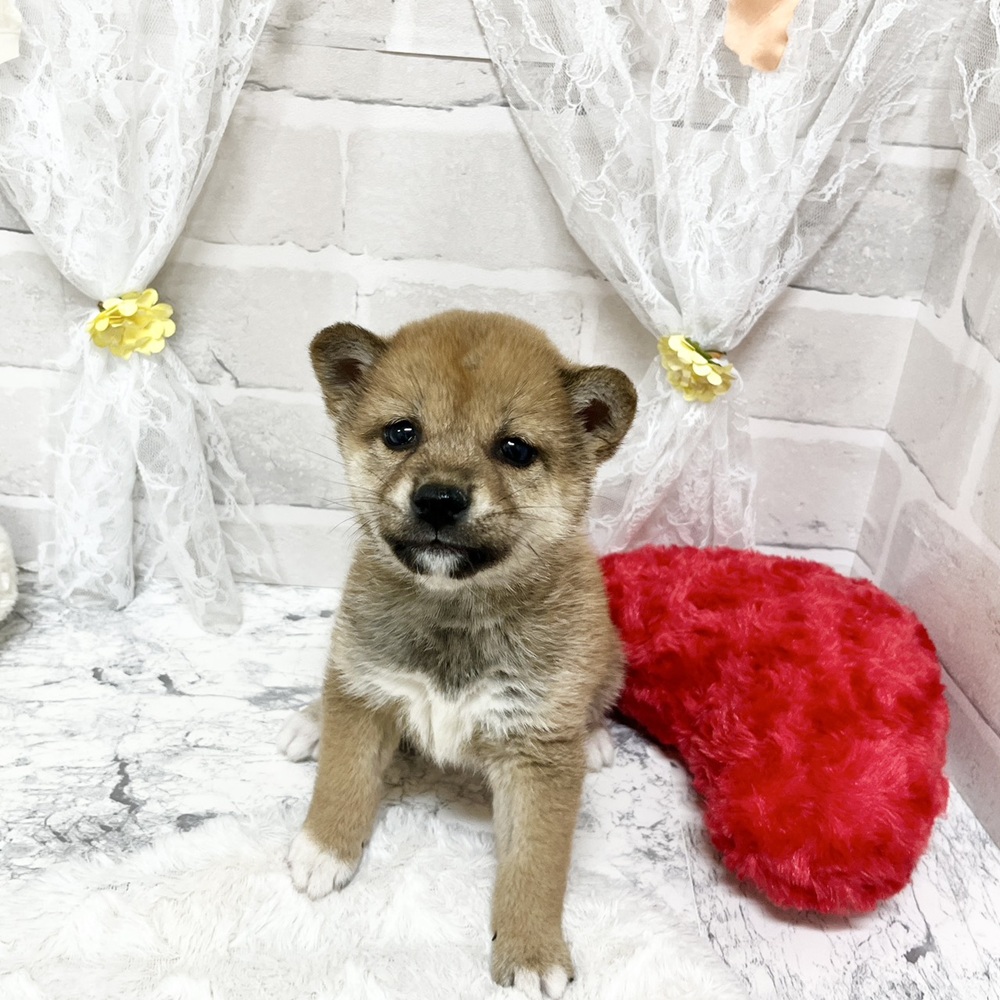 京都府の柴犬(標準サイズ) (犬の家＆猫の里京都精華店/2026年3月5日生まれ/女の子/赤)の子犬の2枚目の画像