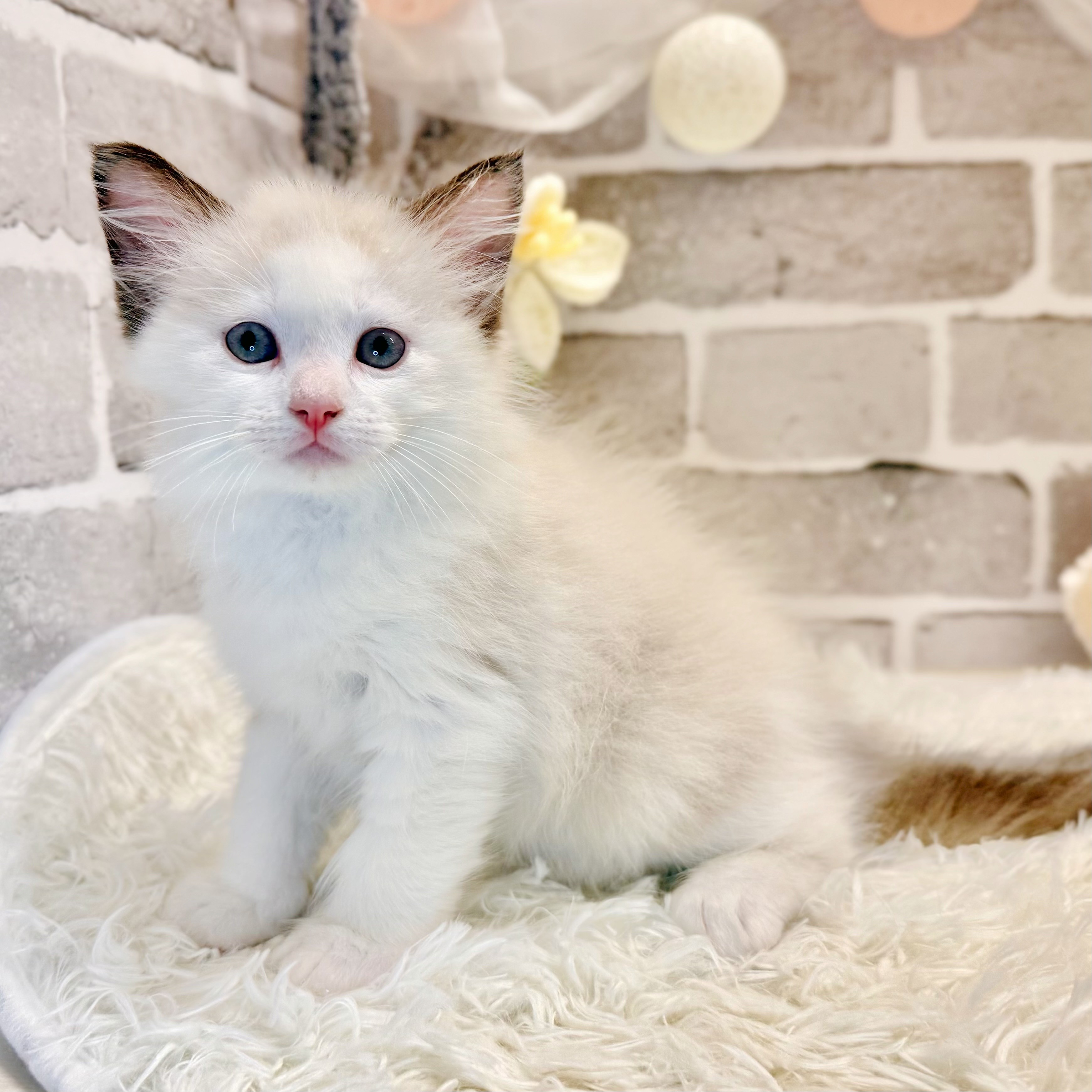 兵庫県のラグドール (犬の家＆猫の里神戸店/2026年3月2日生まれ/女の子/シールポイントバイカラー)の子猫の2枚目の画像