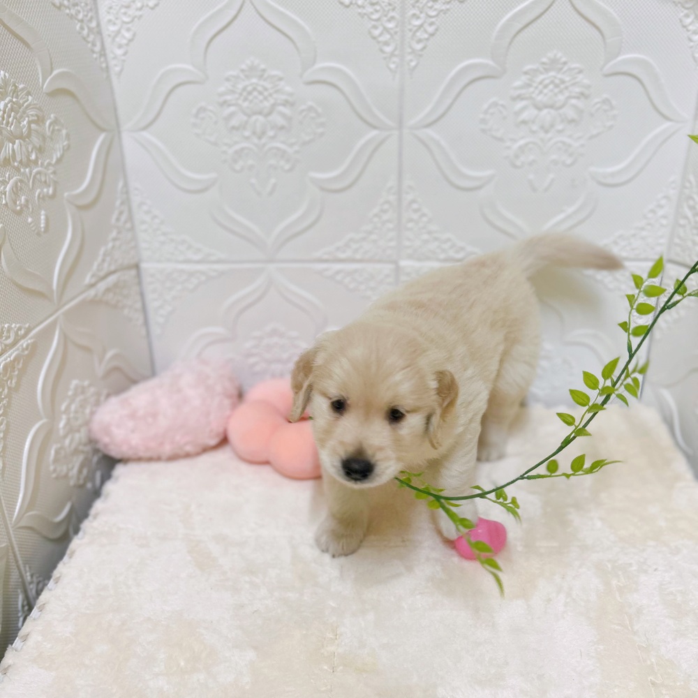 愛知県のゴールデンレトリバー (犬の家＆猫の里岡崎店/2026年3月6日生まれ/男の子/ゴールデン)の子犬の2枚目の画像