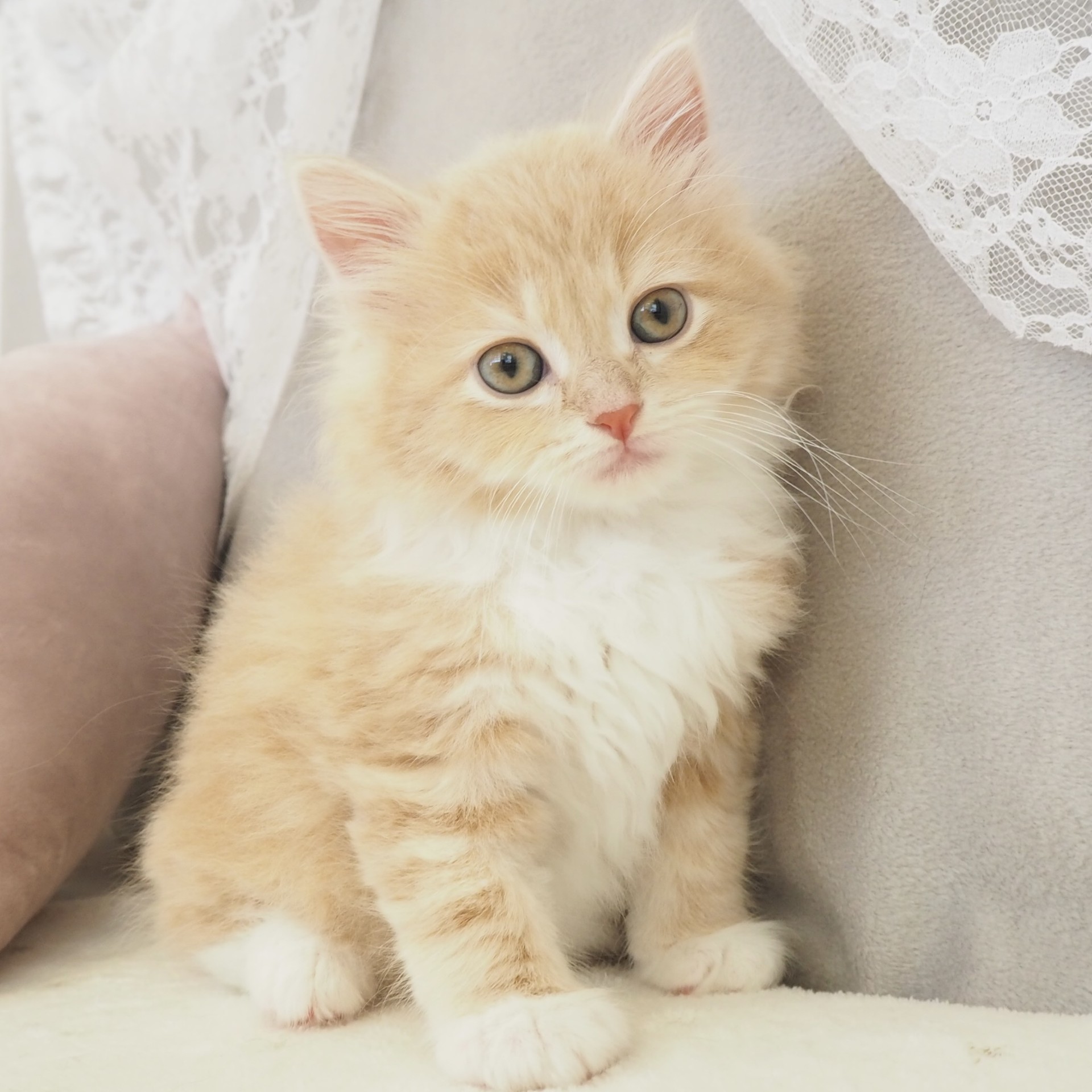 大阪府のサイベリアン (犬の家＆猫の里もりのみやキューズモールBASE店/2026年3月3日生まれ/男の子/クリームタビーホワイト)の子猫の1枚目の画像