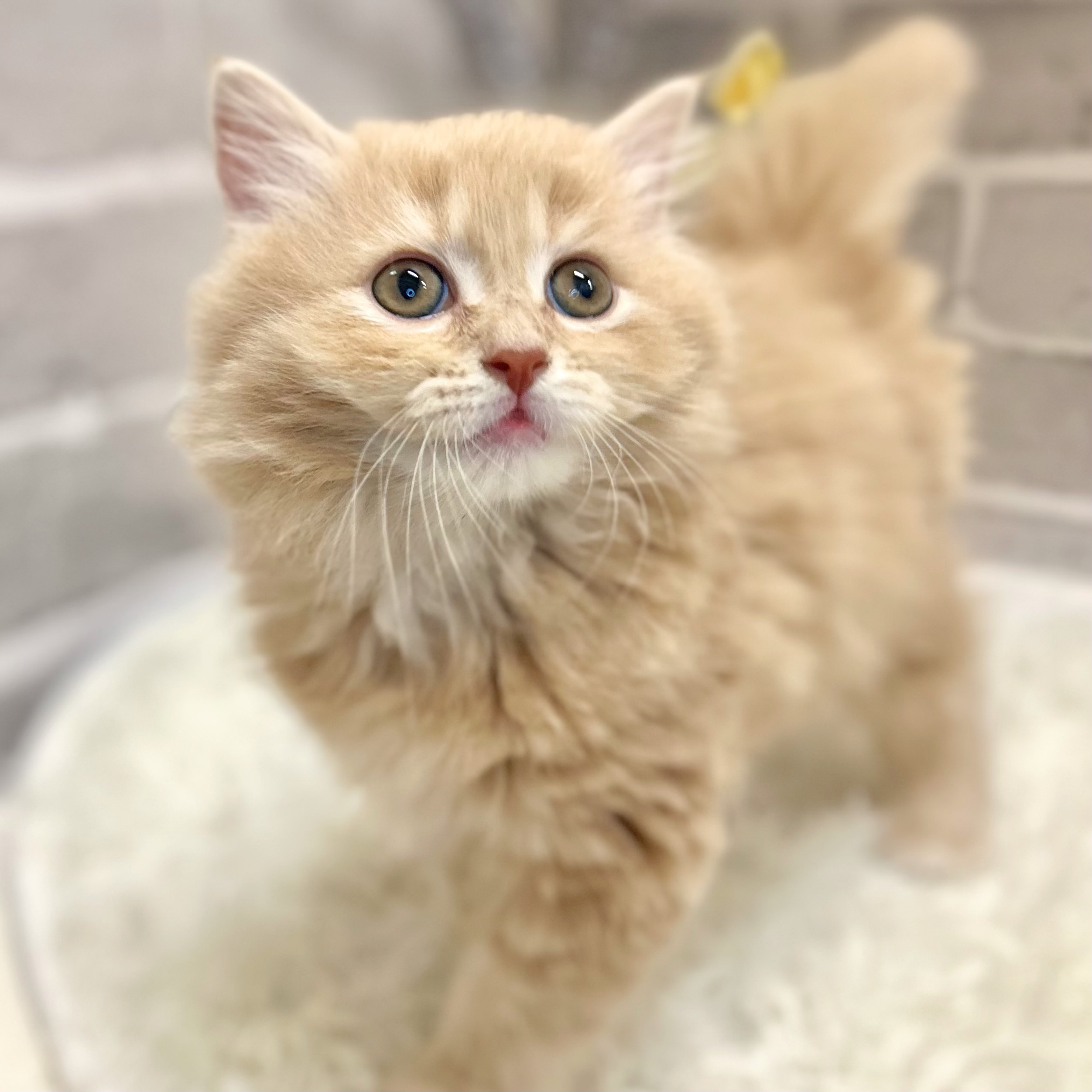 兵庫県のサイベリアン (犬の家＆猫の里神戸店/2026年3月3日生まれ/男の子/クリームタビー)の子猫の2枚目の画像