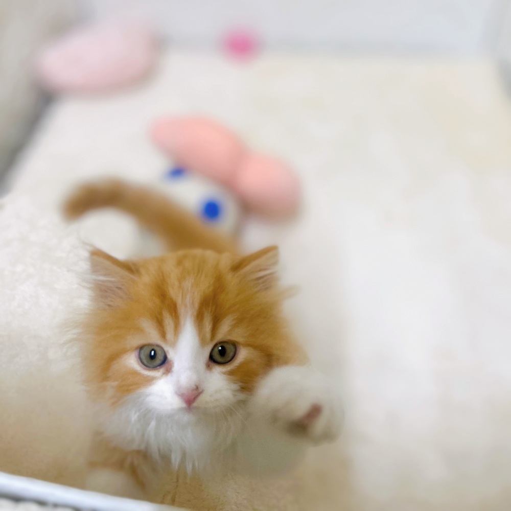 愛知県のスコティッシュフォールド (犬の家＆猫の里岡崎店/2026年3月4日生まれ/女の子/レッドタビーホワイト)の子猫の2枚目の画像