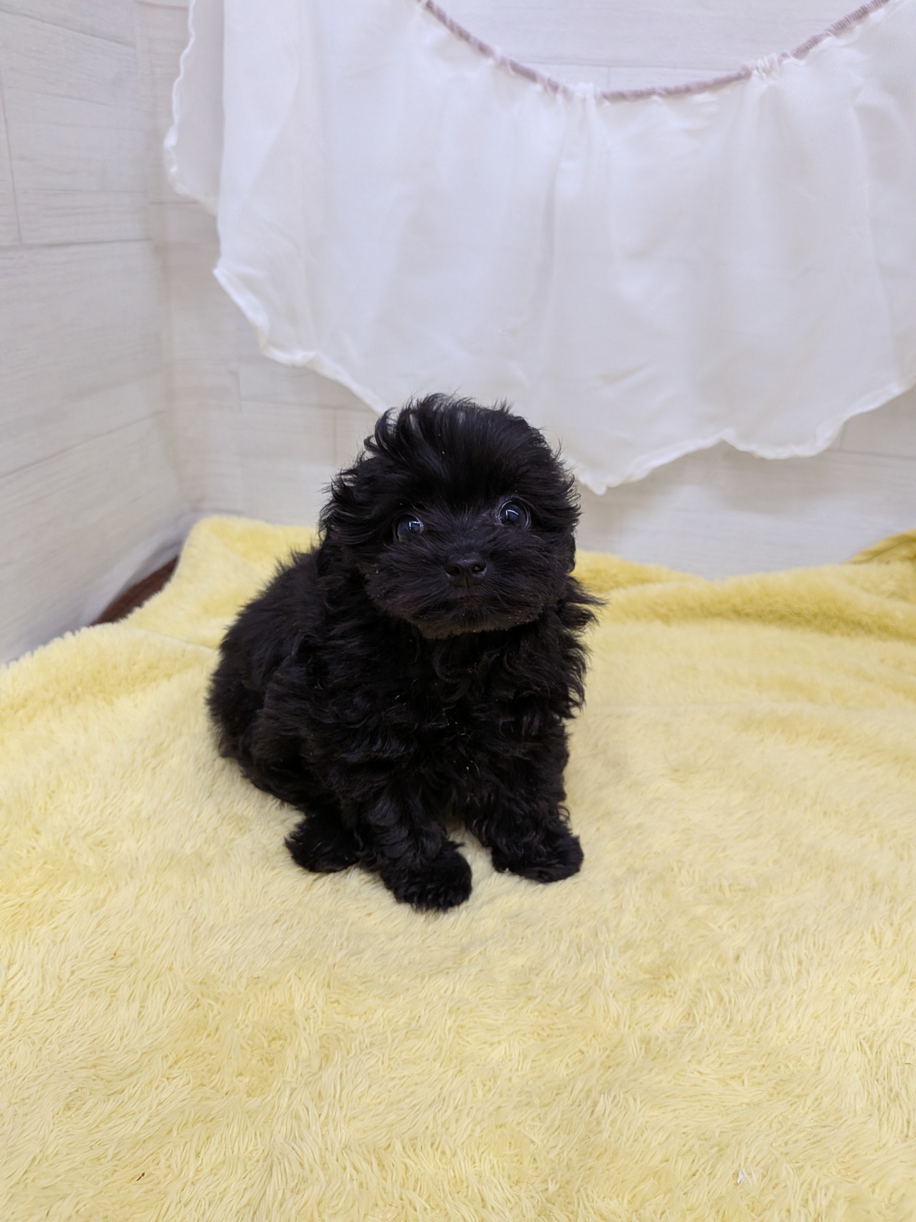 愛知県のチワプー/プーチー(チワワ×プードル) (犬の家＆猫の里碧南店/2026年3月2日生まれ/男の子/ブラック)の子犬の2枚目の画像