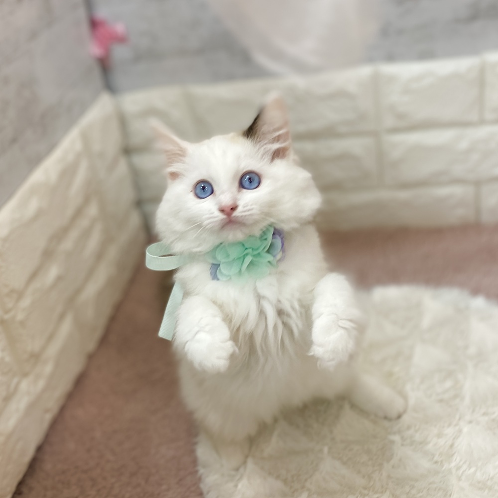 静岡県のラグドール (犬の家＆猫の里プレ葉ウォーク浜北店/2026年3月7日生まれ/女の子/シールポイントバイカラー)の子猫の2枚目の画像