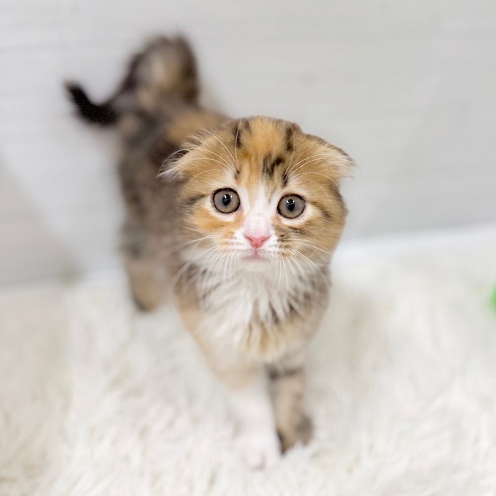 愛知県のスコティッシュフォールド (犬の家＆猫の里豊田店/2026年3月5日生まれ/女の子/ブラウンパッチドタビーホワイト)の子猫の2枚目の画像