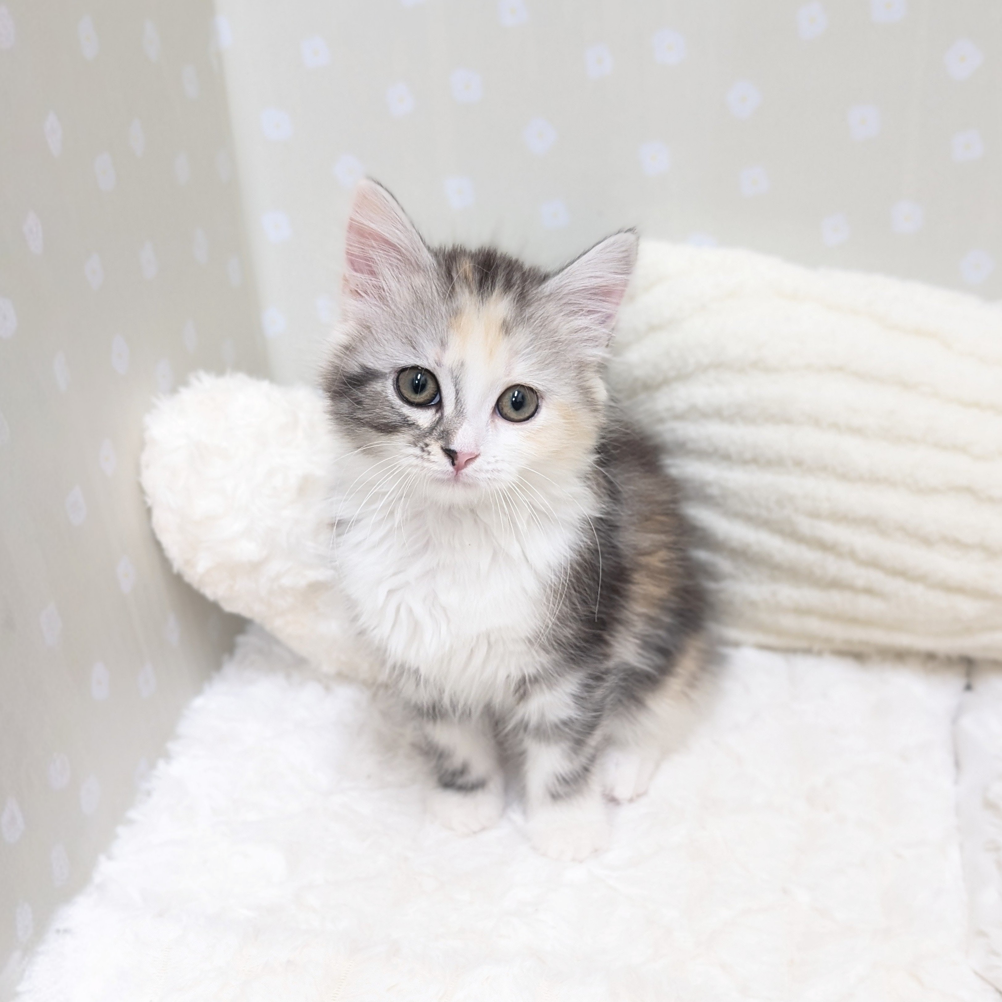 愛知県のスコティッシュフォールド (犬の家＆猫の里安城店/2026年3月5日生まれ/女の子/シルバーパッチドタビーホワイト)の子猫の1枚目の画像