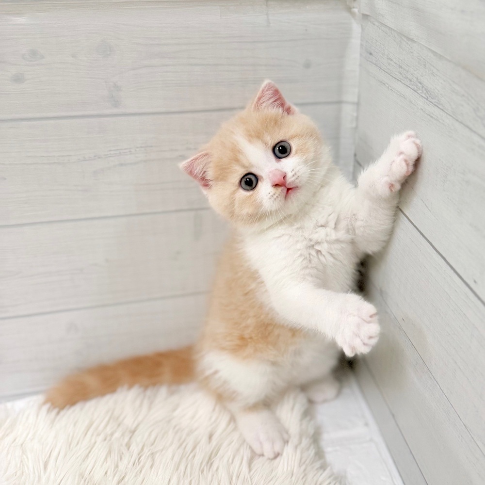 愛知県のスコティッシュフォールド (犬の家＆猫の里豊田店/2026年3月7日生まれ/男の子/クリームタビーホワイト)の子猫の2枚目の画像