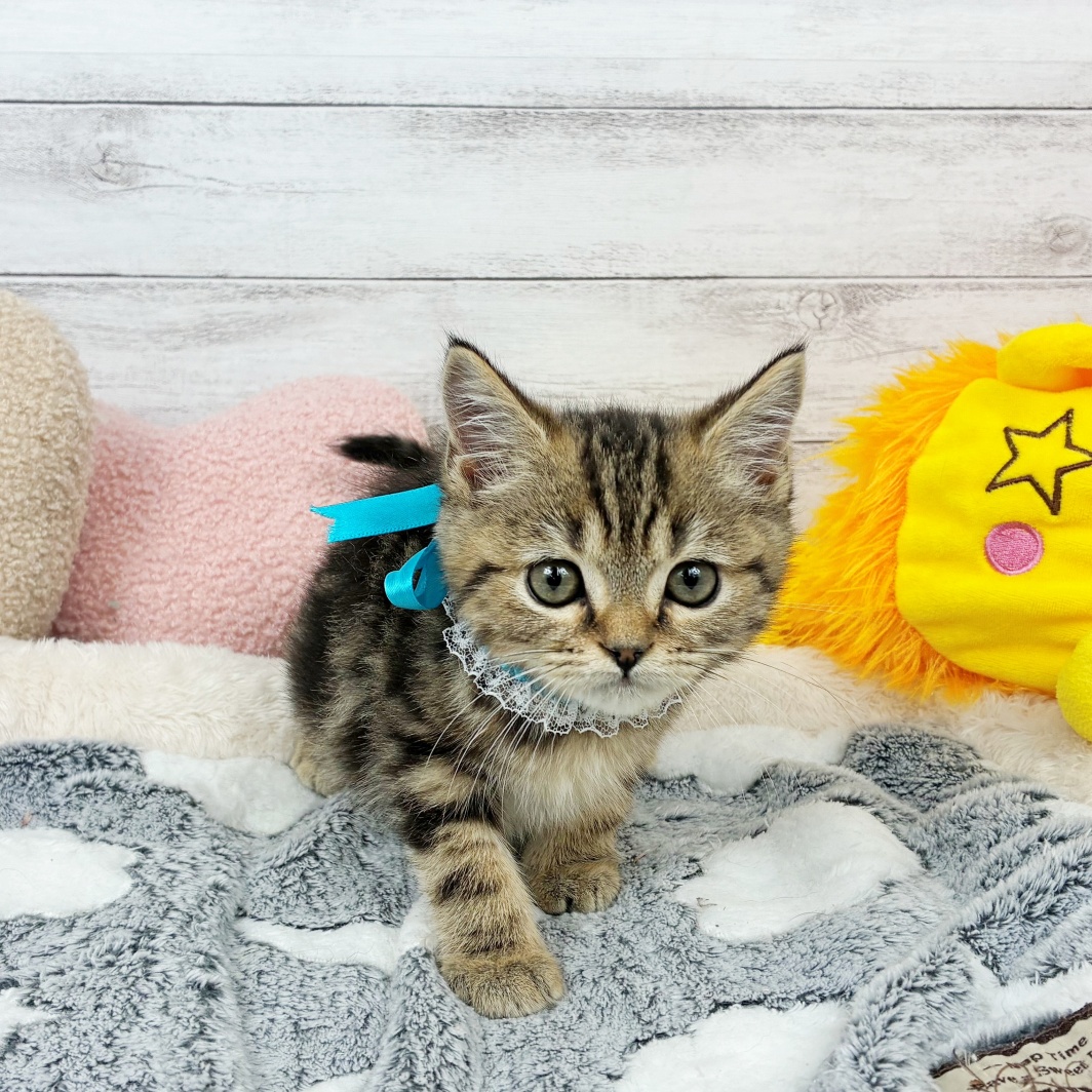 兵庫県のスコティッシュストレート (犬の家＆猫の里川西店/2026年2月12日生まれ/男の子/ブラウンタビー)の子猫の2枚目の画像