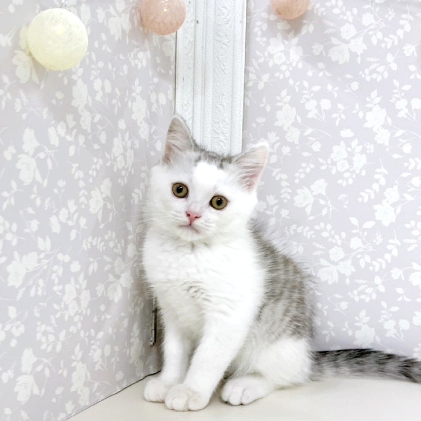 富山県のミヌエット (犬の家＆猫の里アミーゴ高岡蓮花寺店/2026年2月20日生まれ/男の子/シルバータビーホワイト)の子猫の1枚目の画像