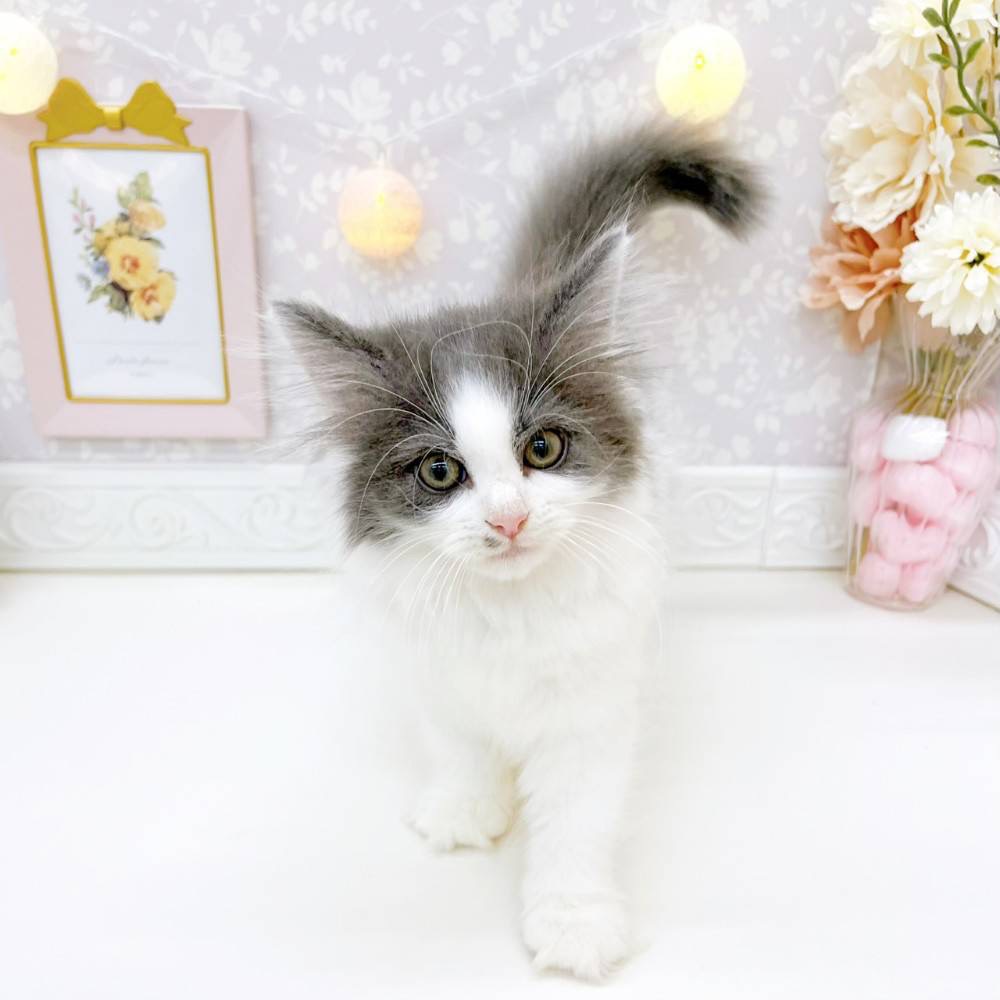 富山県のノルウェージャンフォレストキャット (犬の家＆猫の里富山店/2026年3月2日生まれ/女の子/ブルーホワイト)の子猫の1枚目の画像