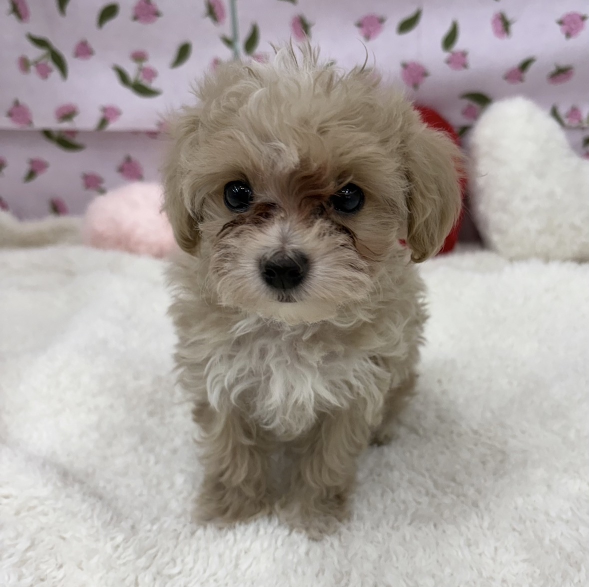 愛知県のマルプー(マルチーズ×プードル) (犬の家＆猫の里エアポートウォーク店/2026年3月5日生まれ/男の子/クリームホワイト)の子犬の2枚目の画像
